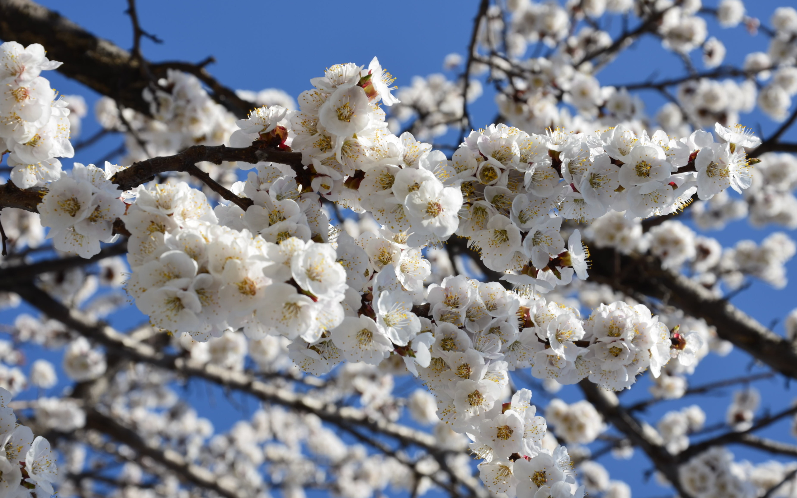 Найти картинки с весной. Цветущие деревья. Цветение деревьев. Природа весной.