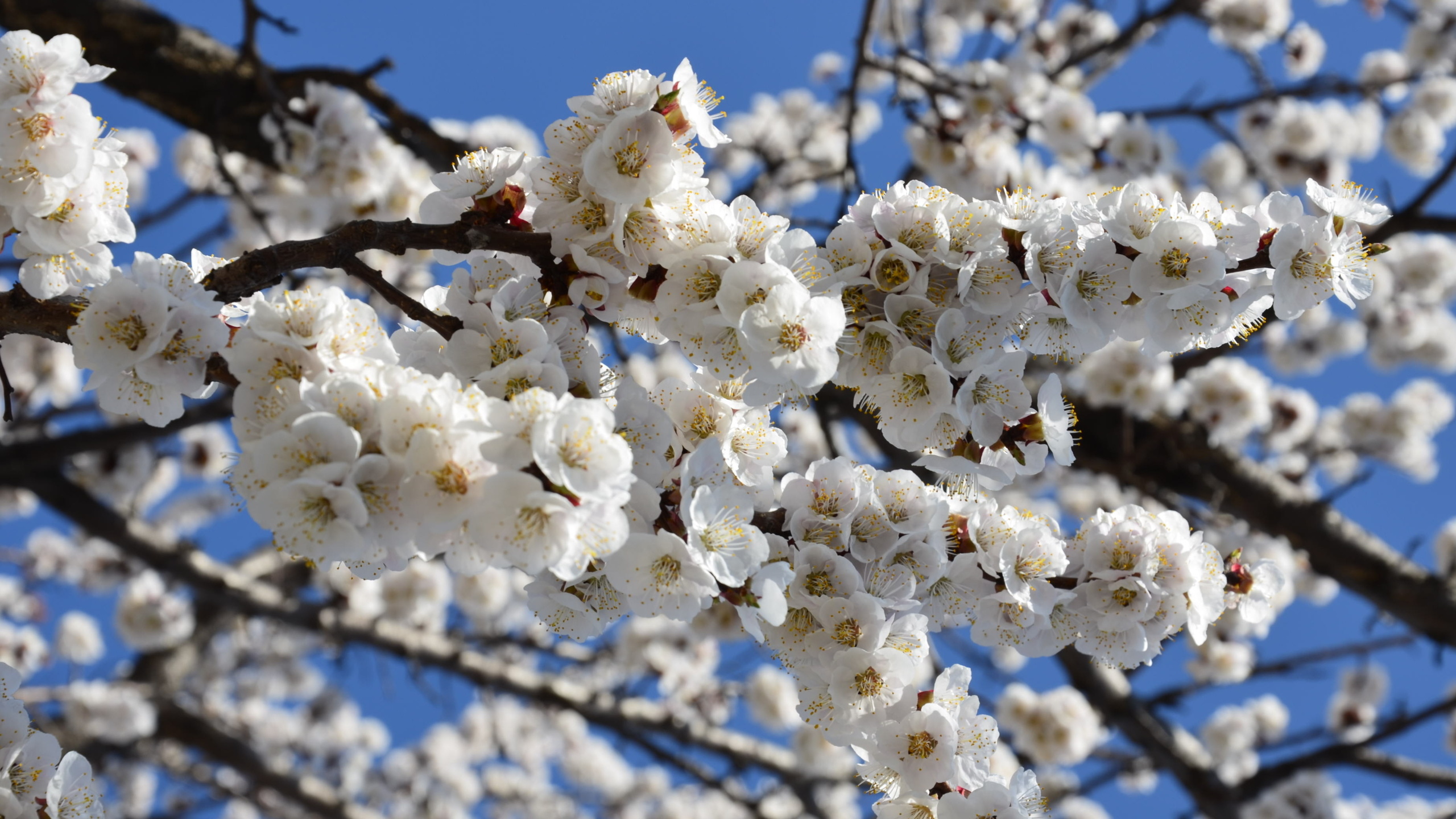 Vesna. Цветущий абрикос. Весна. Природа весной. Весеннее цветение деревьев.
