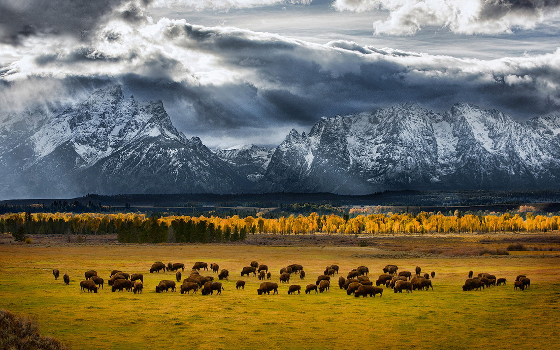 Лучшие фотографии. Штат Вайоминг. Вайоминг бизоны. Вайоминг штат США. Гранд Тетон национальный парк Вайоминг США лошади.