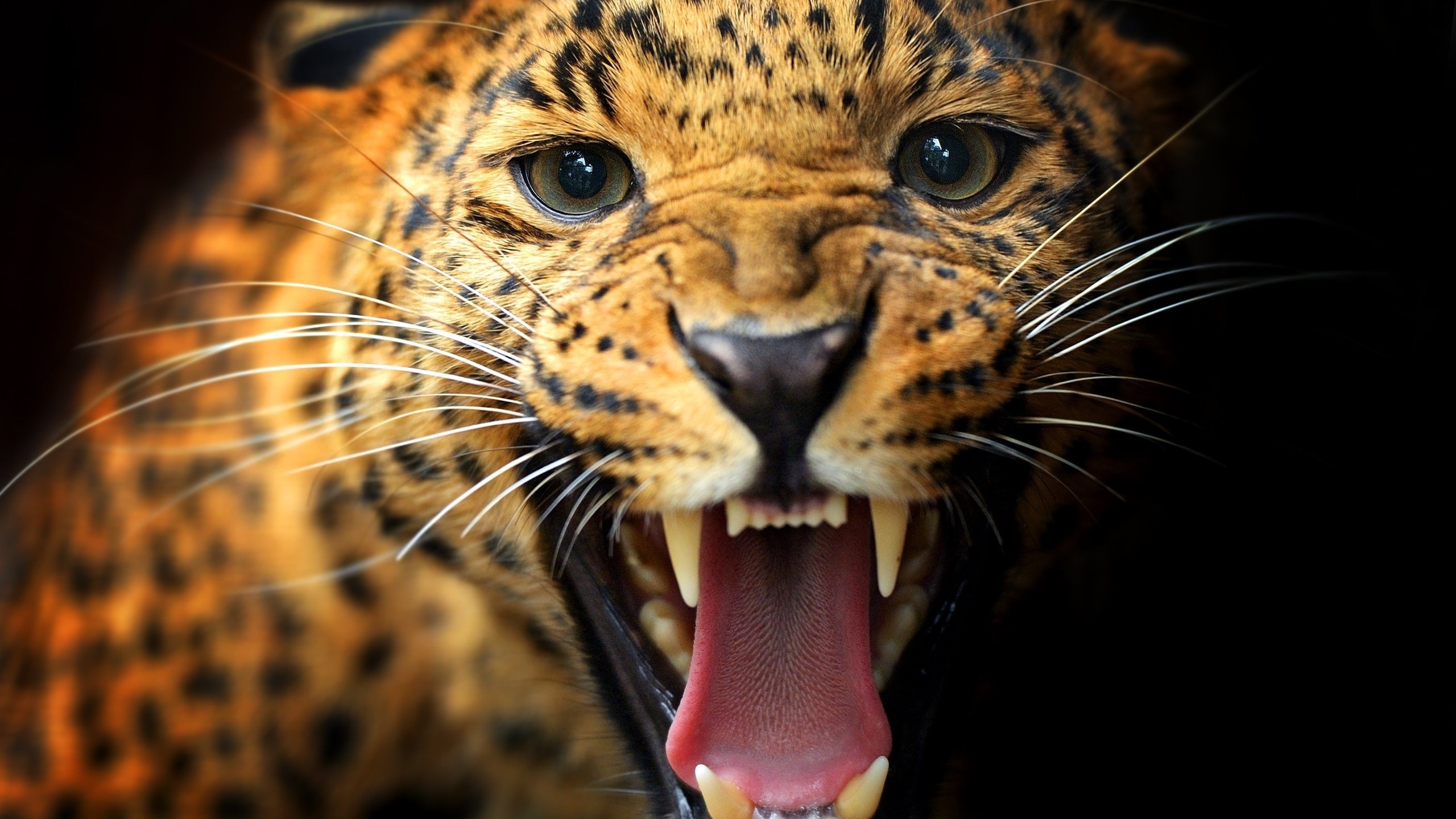 Ягуар леопард оскал. Леопард снежный Барс Ягуар. Рык леопарда. Красивые хищники.