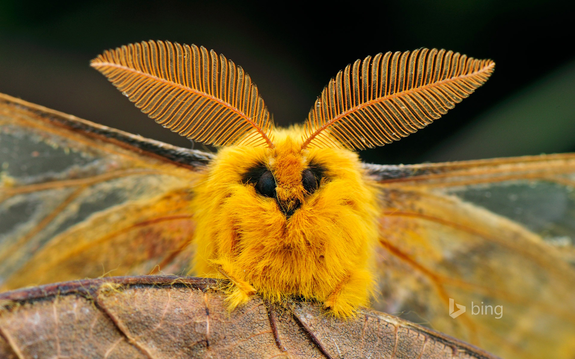 Красная моль. Венесуэльский пуделевый мотылек. Венесуэльский тутовый шелкопряд. Венесуэльский пуделевый мотылек тутовый шелкопряд. Тутовый шелкопряд бабочка.