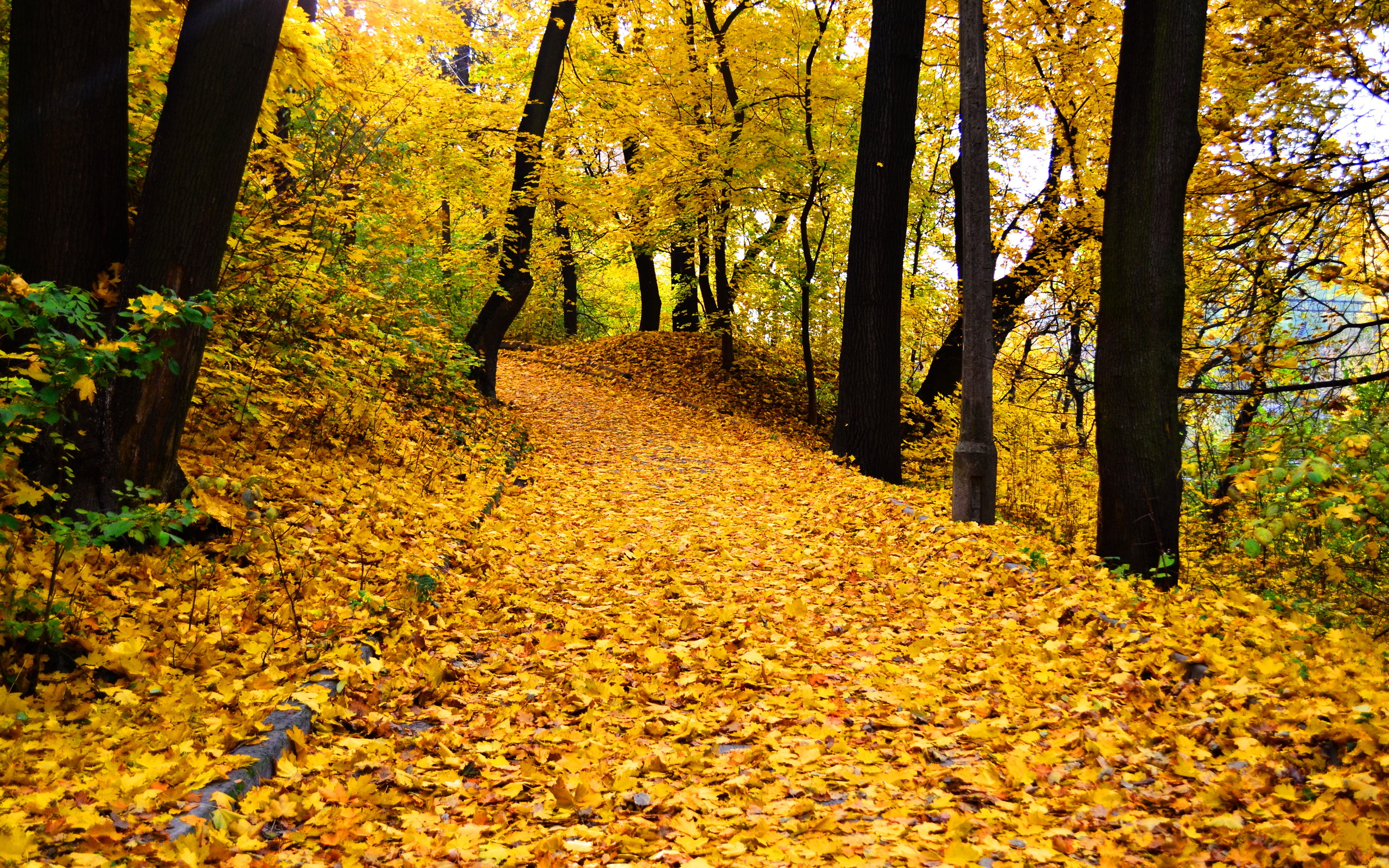 Осень листья в парке