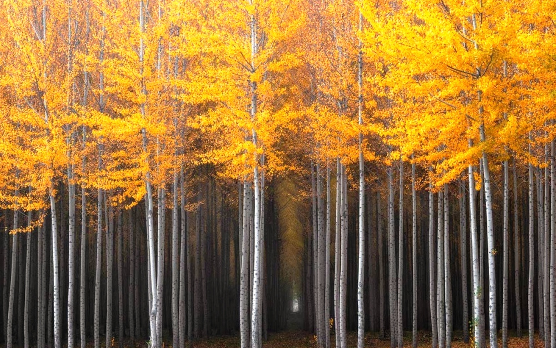 Невероятная осень. Тополь осинообразный Пандо. Пандо США. Золотой лес. Березовая роща осенью.