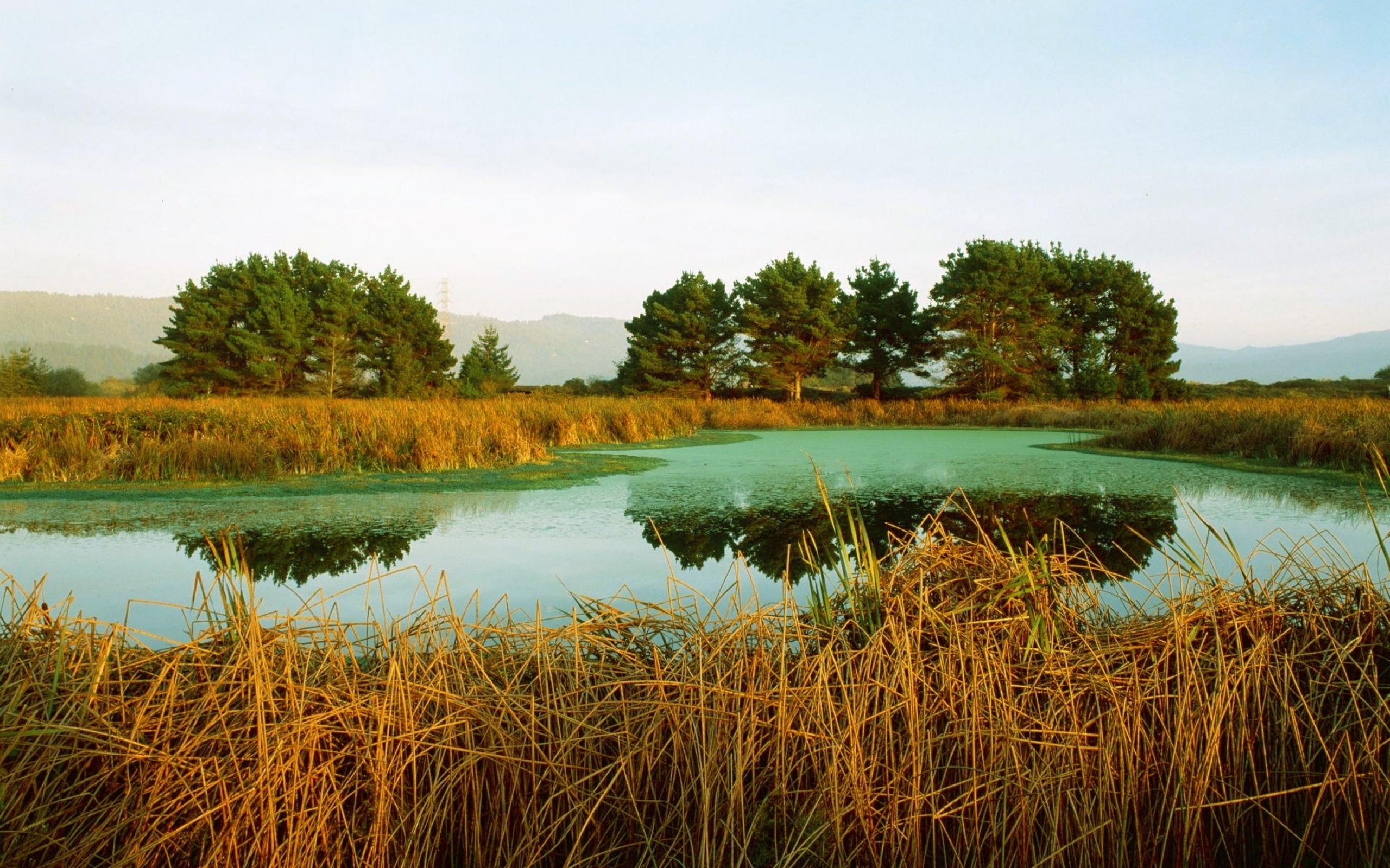 Трава на берегу озера. Камыш-Самарские озёра. Озеро Камышовое Калининградская область. Озеро с камышами. Природа, камыш.