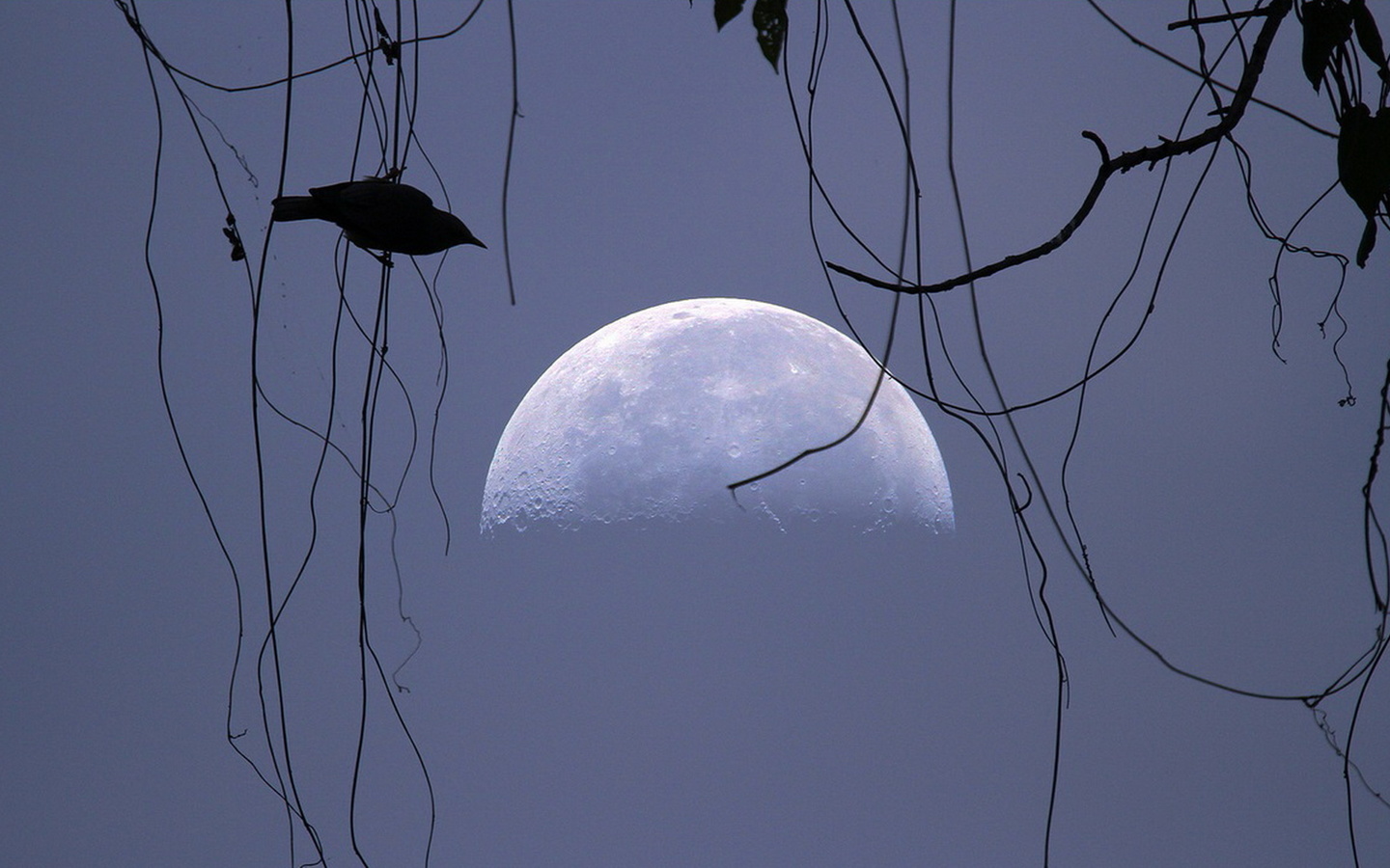 Спирка сайт хоть луну. Луна в окне. Грустная Луна картинки. Полумесяц в небе темном буквой с повис над домом. Moon Birds.