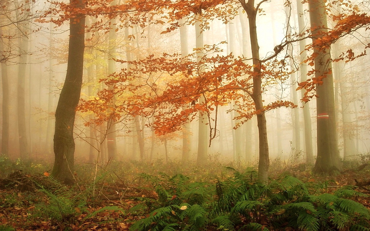 Может ли вас взволновать красота осеннего леса