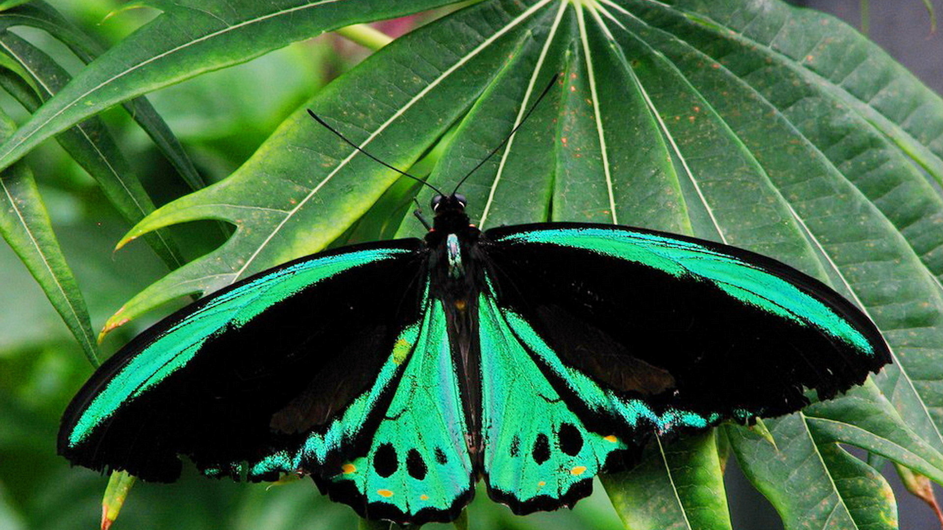 Черно зеленые бабочки