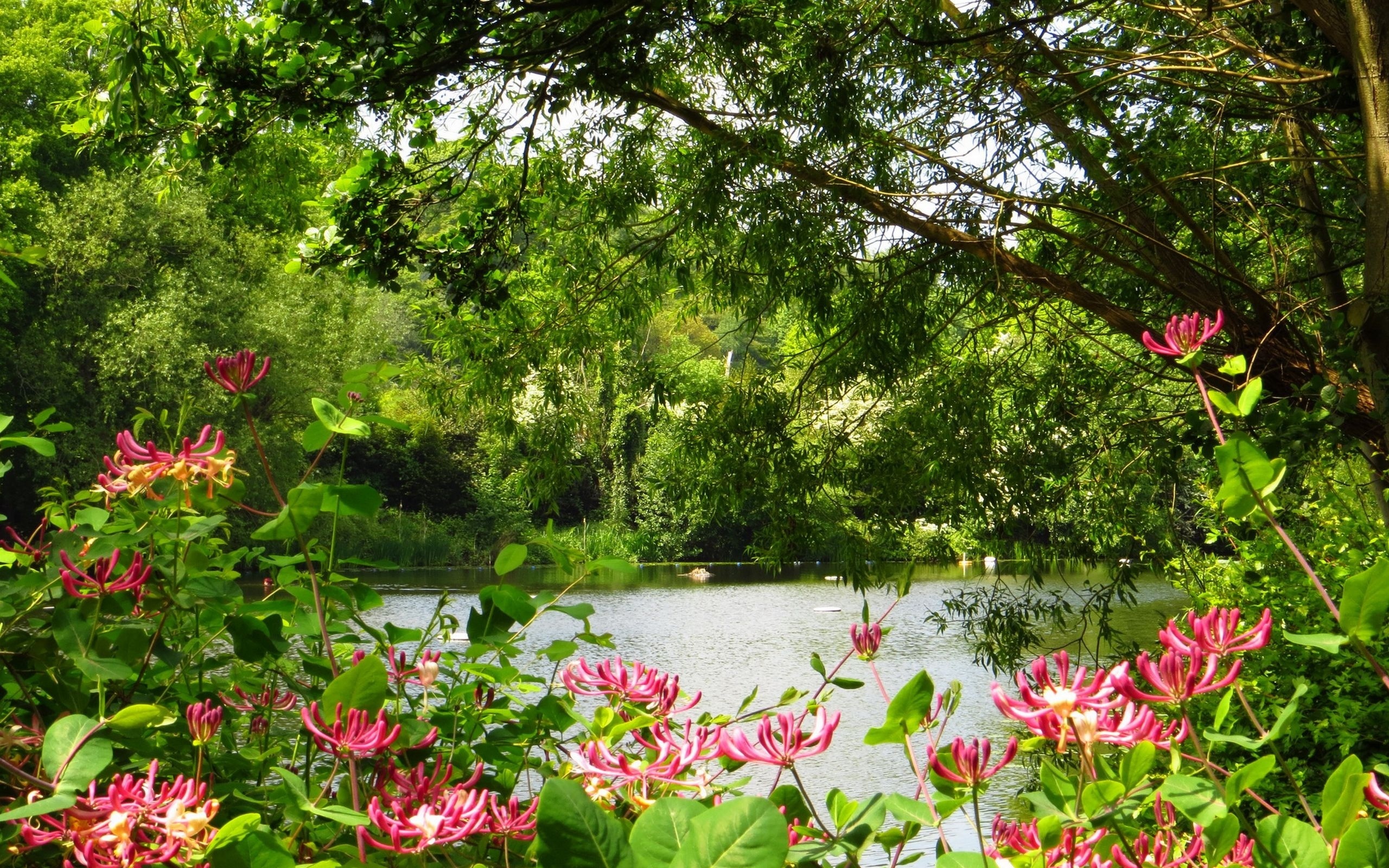 Сады на реке какой реке. Лес река цветы. Цветущий сад на берегу реки. Природа парк. Речка в саду.