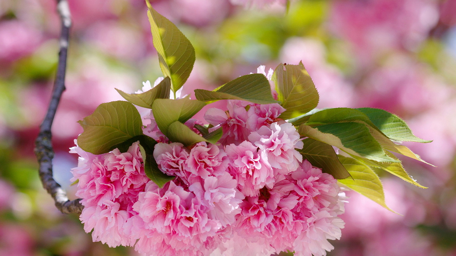 Цветущая краса. Сакура яблоня. Вишня мелкопильчатая. Весенние цветы.