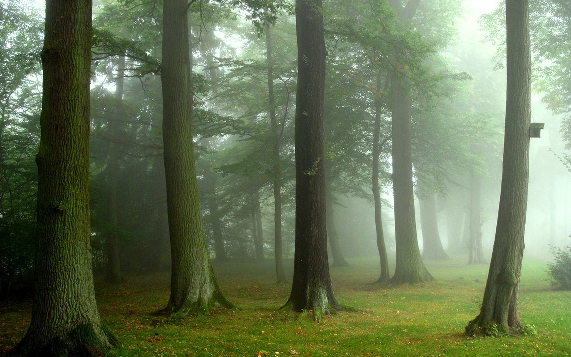 шварцвальд тропа. лес в тумане. тишина в лесу. лес бор тайга роща чаща. лес.