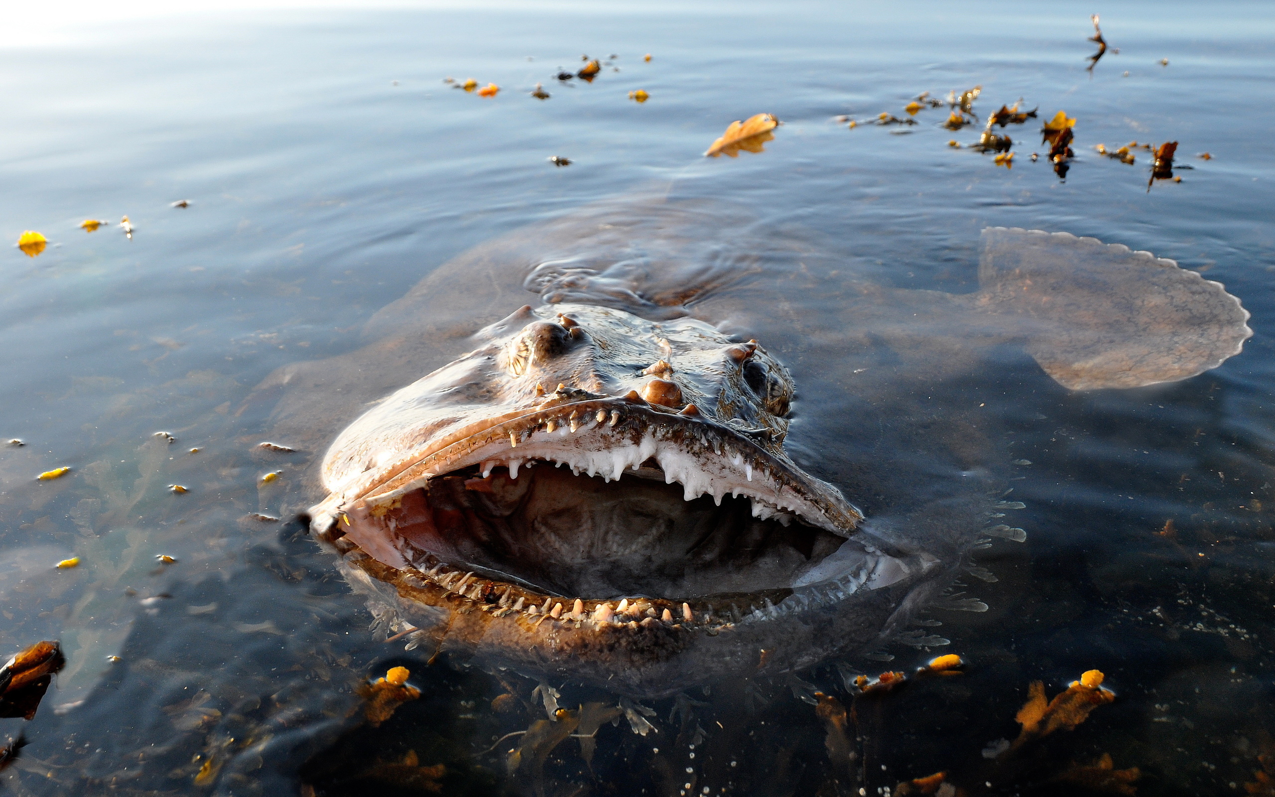 Какие рыбы плавают на поверхности. Морской черт в Баренцевом море. Морской удильщик. Рыба-удильщик Баренцево море. Морские чудовища рыба удильщик.