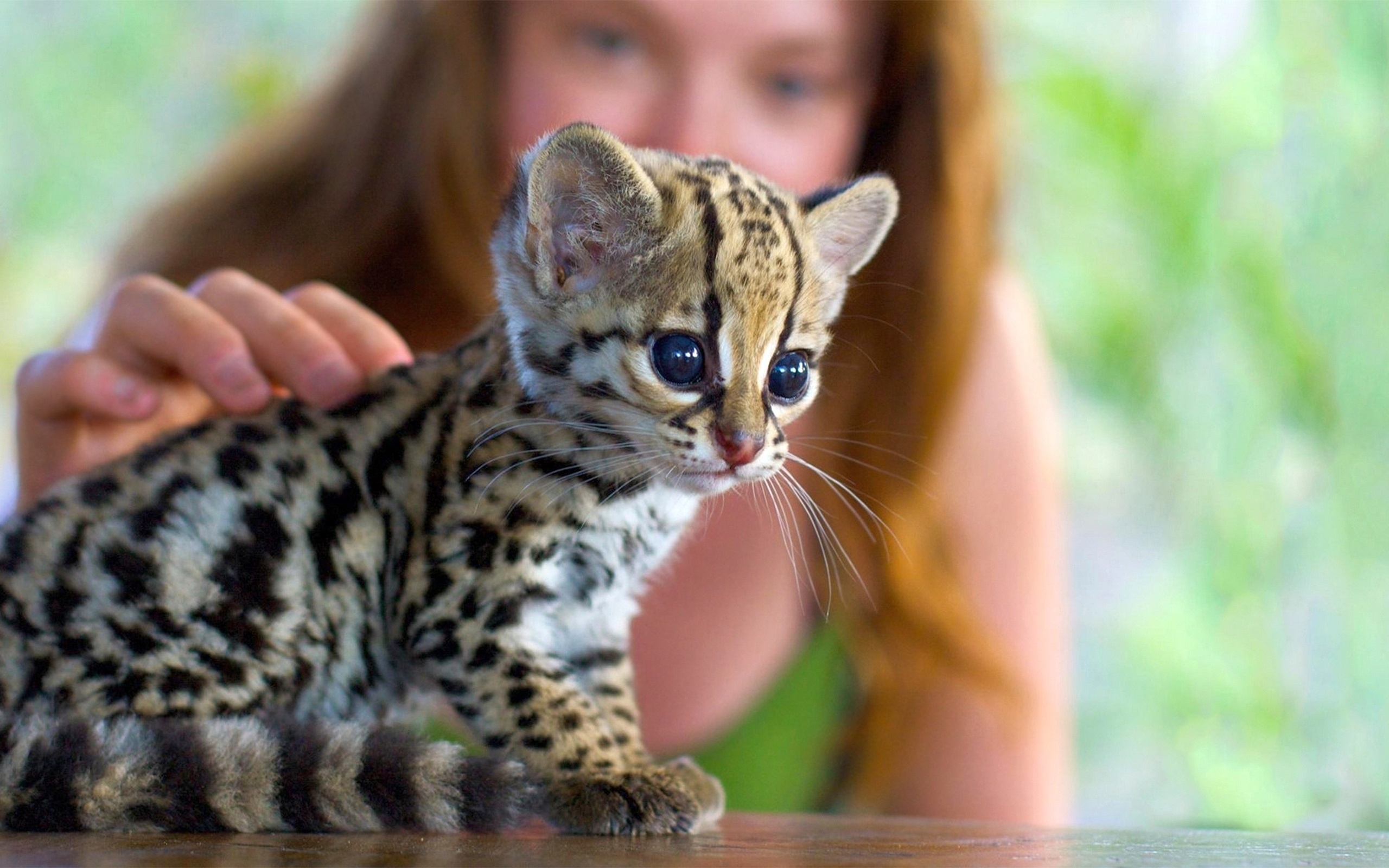 Кошка самой редкой породы. Леопард онцилла. Оцелот. Леопард Оцелот. Карликовый леопард Оцелот.