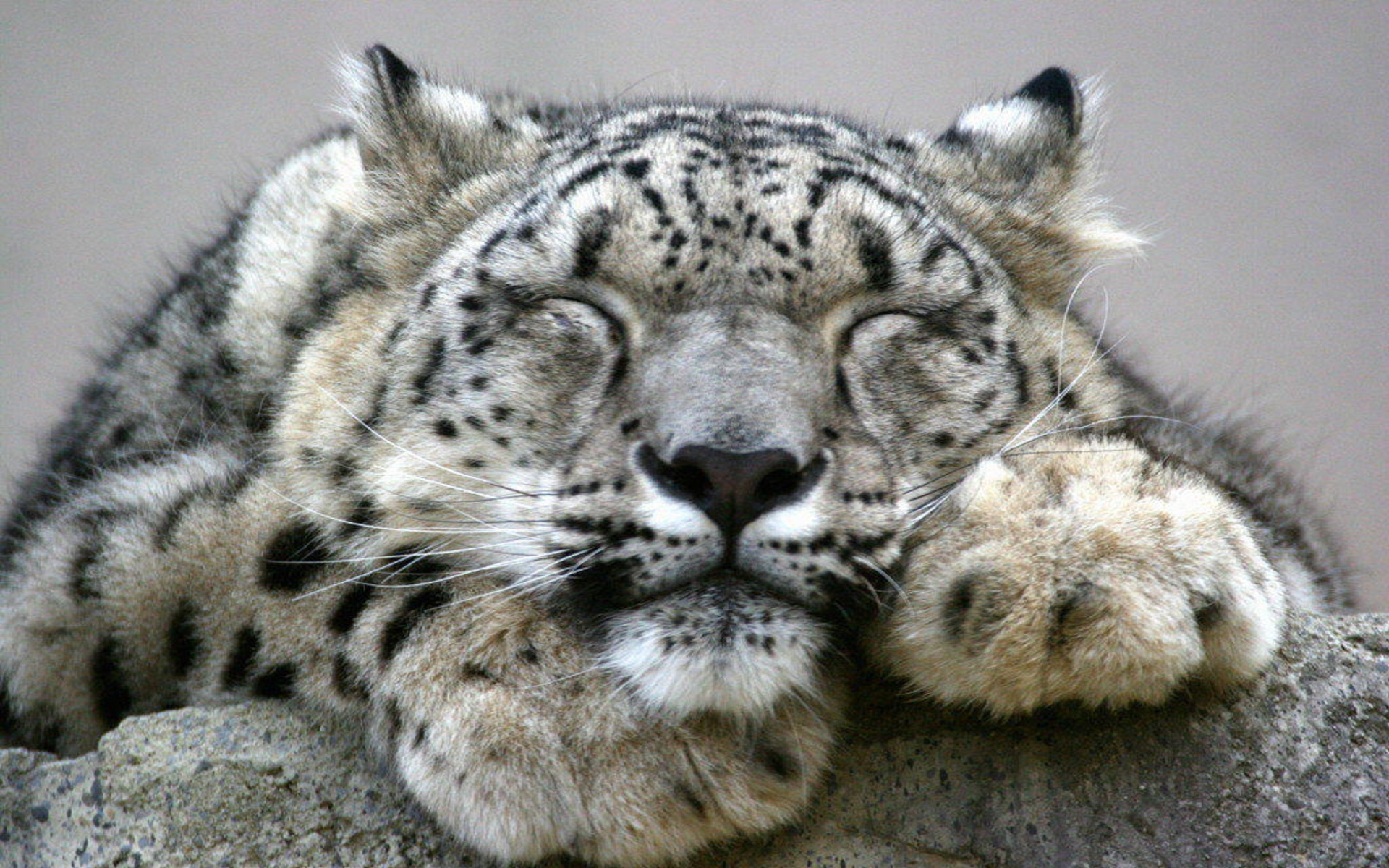 Дикие кошки сон. Снежный Барс Ирбис. Ирбис тигр. Спящий Ирбис.
