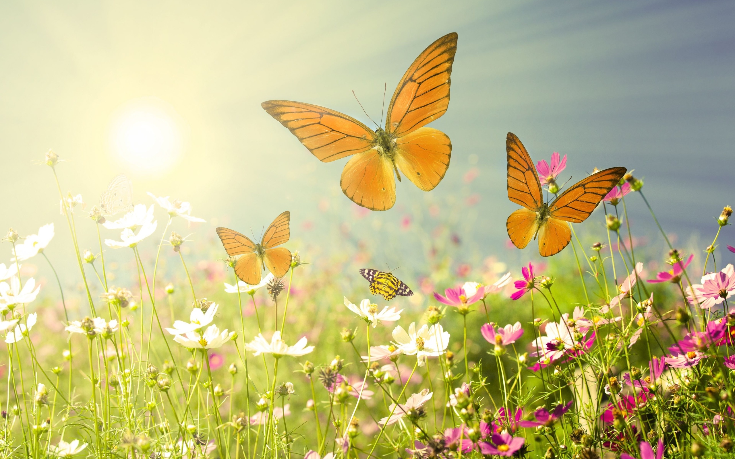 Весь день под ярким и теплым солнцем. Бабочки на лугу. Лето. Красивое лето. Лето бабочки.