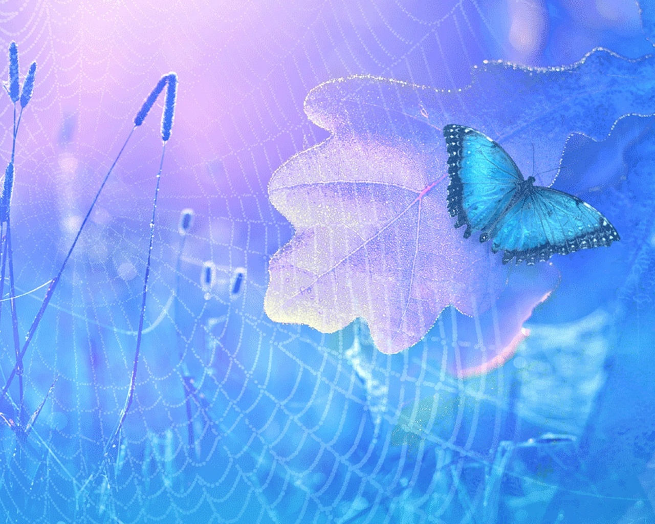Голубые бабочки фон. Фон бабочки. Обои с бабочками. Заставка на рабочий стол бабочки. Бабочка на синем фоне.