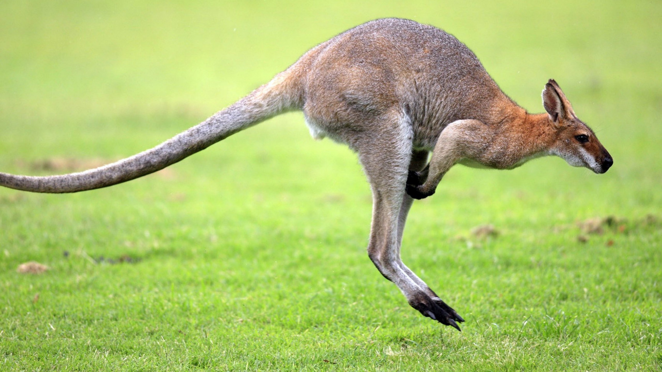 Туловище млекопитающих высоко поднято над землей благодаря. Сумчатые кенгуру. Кенгуру в Австралии. Сумчатые кенгуру в Австралии. Валлаби Австралия.