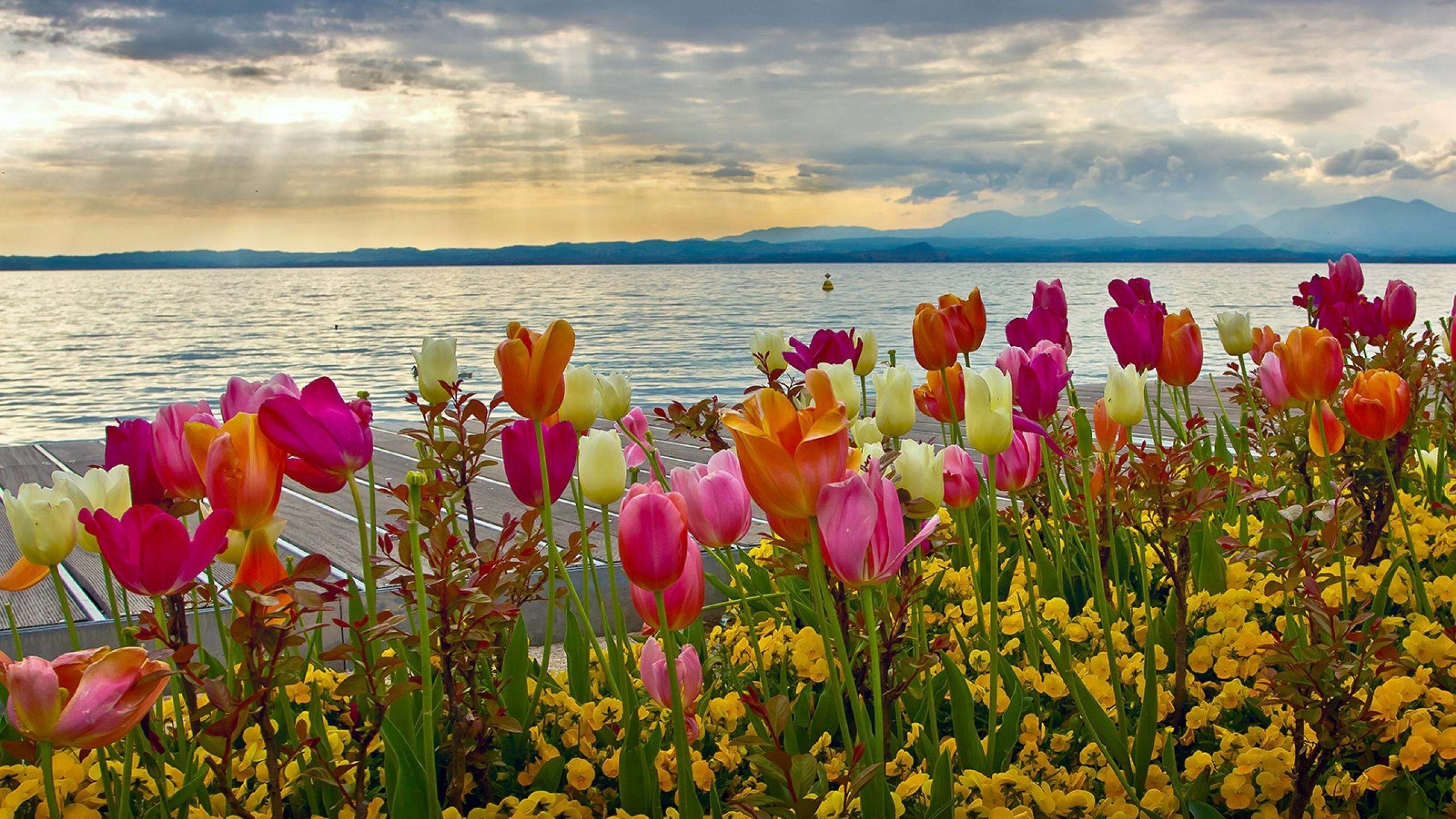 Яркие цветы на море. Тюльпановое море. Весенний пейзаж. Цветы и море.