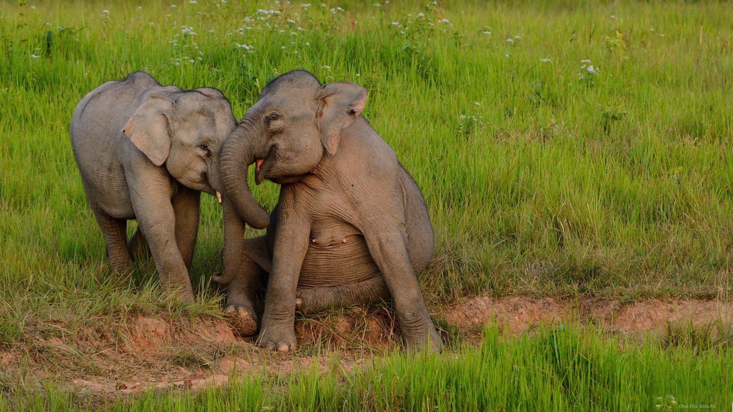 Друзья слоник. Слоненок. Маленький Слоник. Маленькие слоны. Смешные слоны.