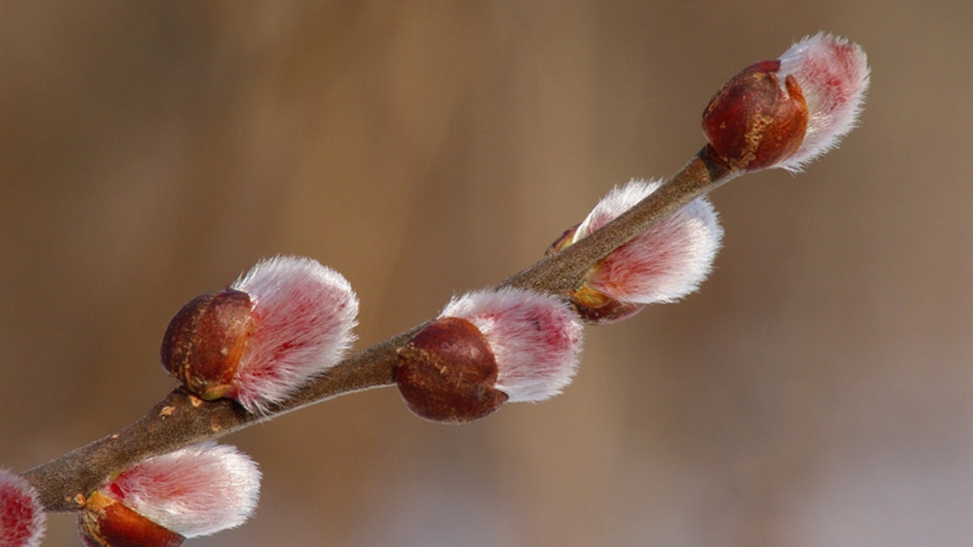 Верба почки пальчики. С чем автор сравнивает весенние почки вербы. Весенние почки сравнение. Верба краснотал. Верба растение.