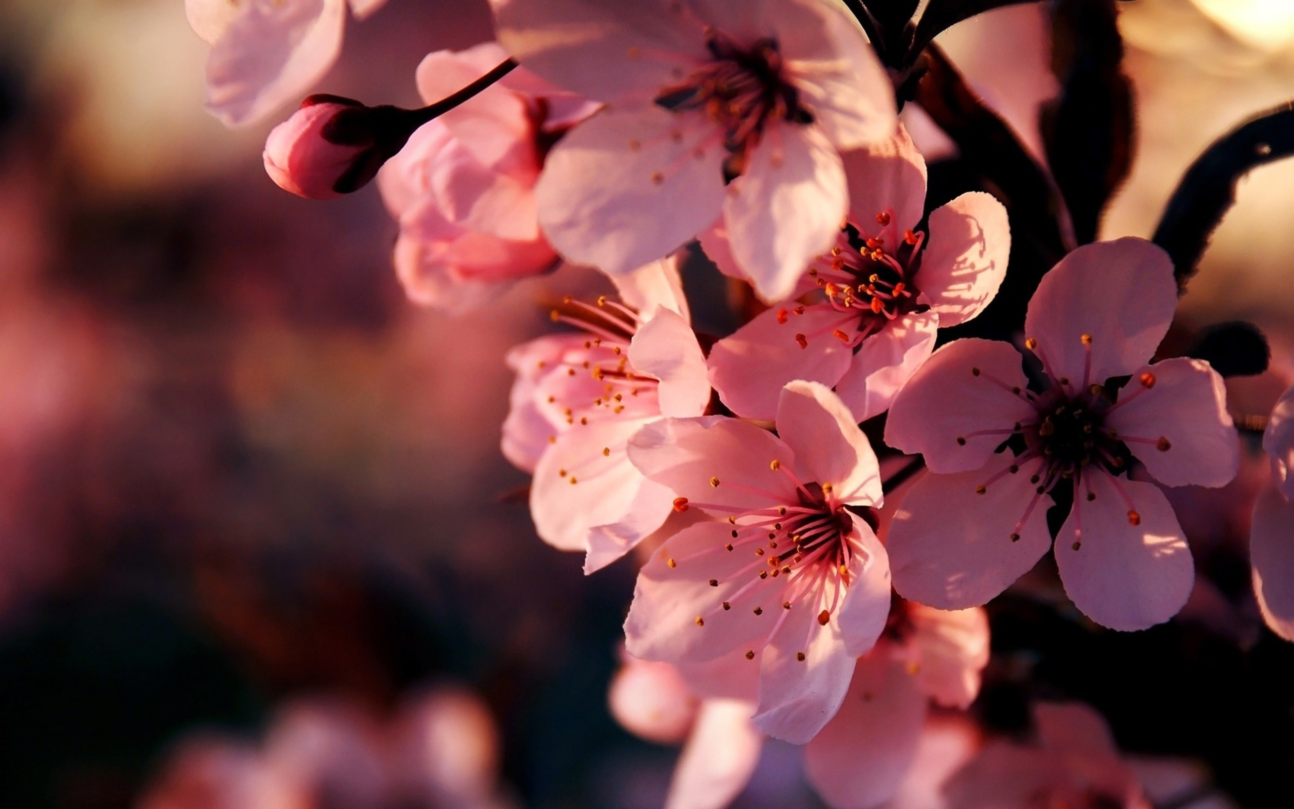 Фото весны красивые на заставку телефона. Цветы Сакуры. Цветы вишни. Весенние картинки на рабочий стол. Красивые весенние цветы.