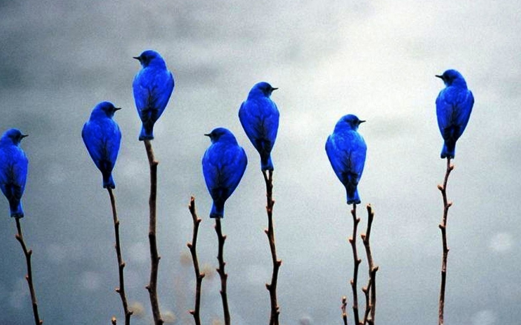 Перелетная синяя птица