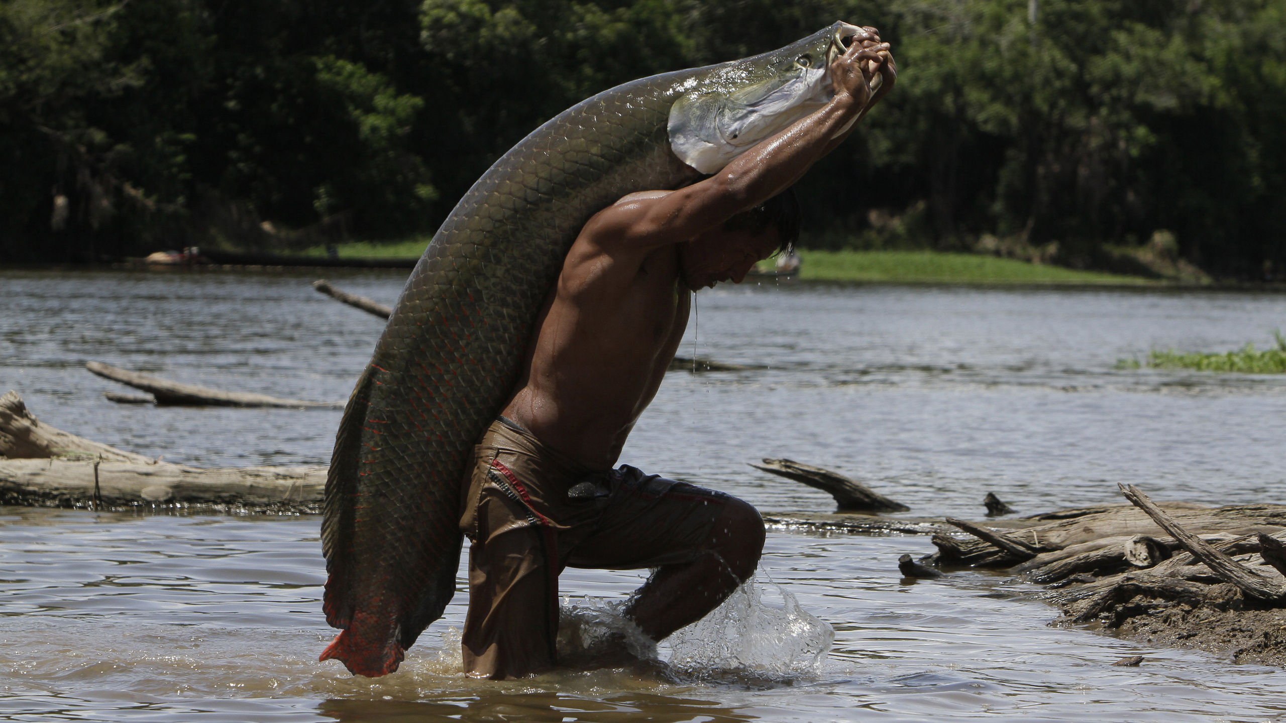 Люди большой реки. Рыба амазонки арапайма. Арапайма - гигантская рыба амазонки. Рыба монстр амазонки пираруку.