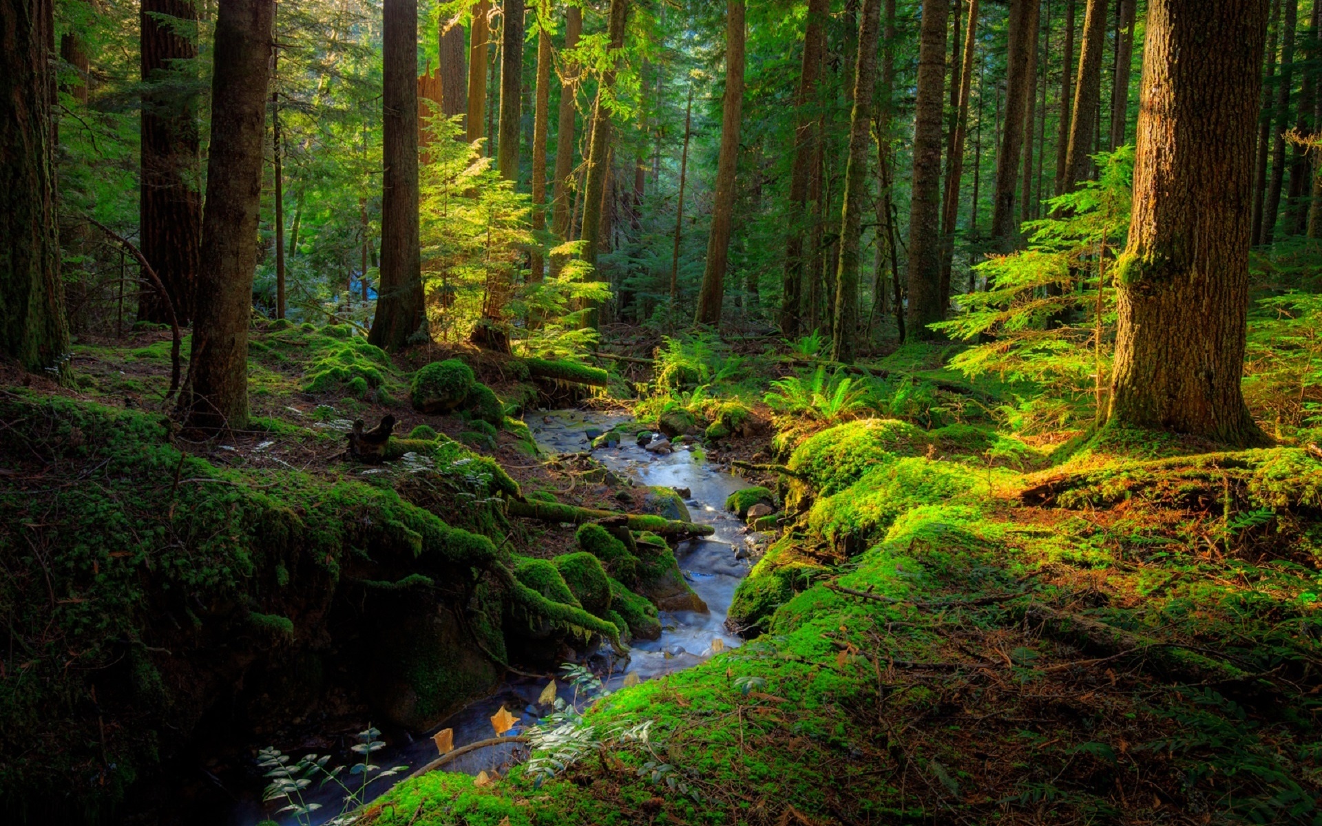 Включи природа леса. Лесной ручей. Ручеек в лесу. Красивый лес. Лес природа ручей.