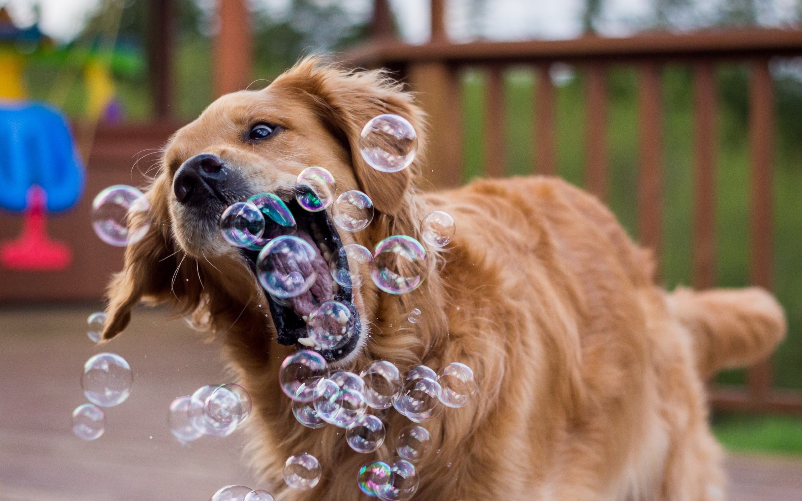 Funny pets 2. Забавные собаки. Собака и мыльные пузыри. Красивые собаки. Смешные щенки.