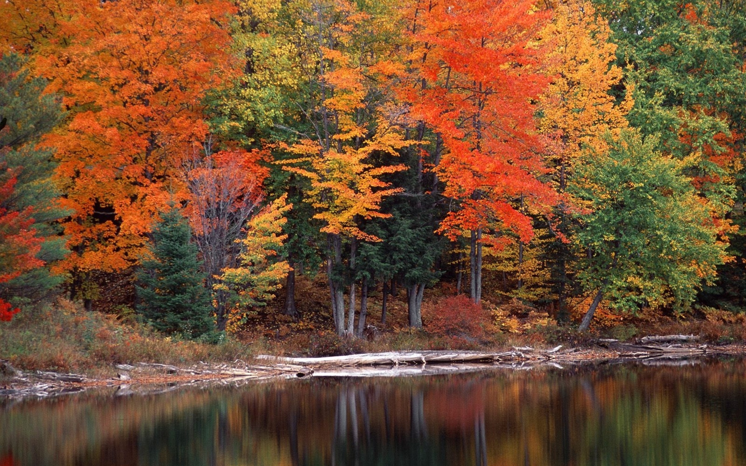 Картинки осени на рабочий. Лес лиловый золотой багряный. Осенний лес. Лес осенью. Осень в лесу.
