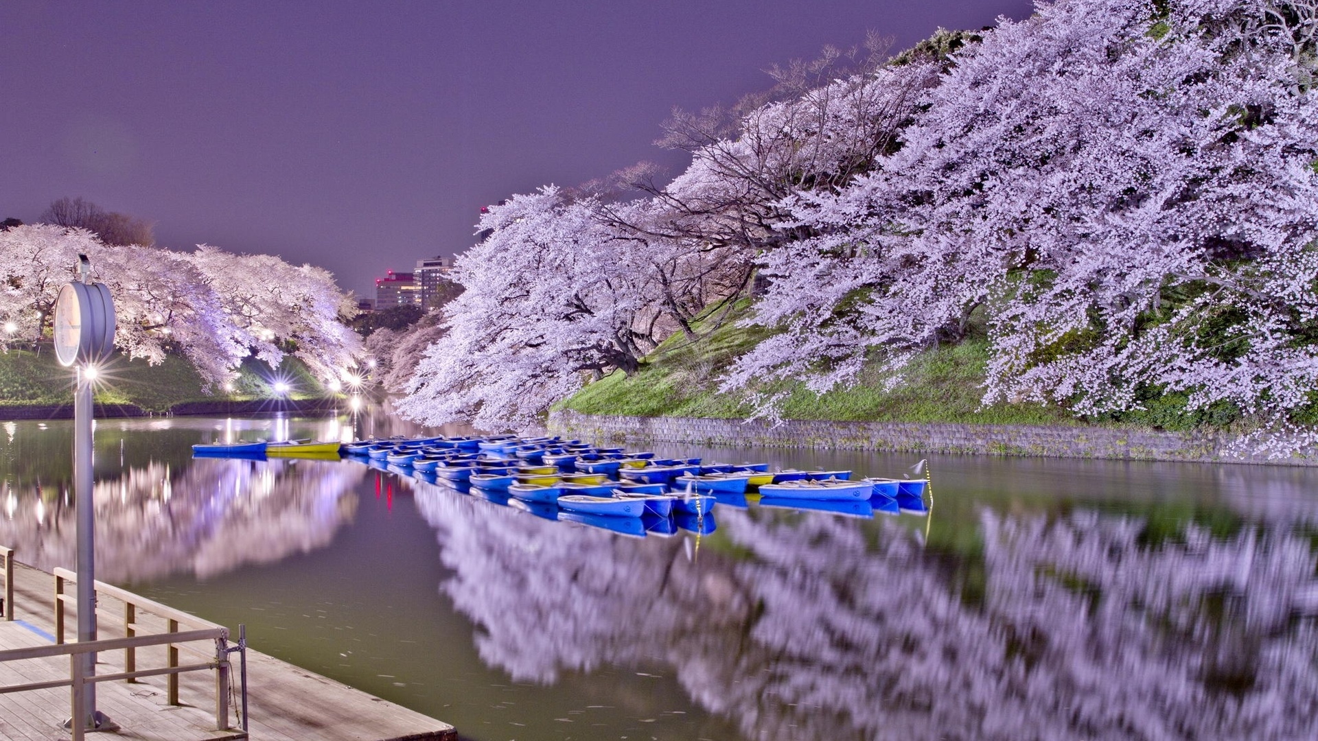 Город зацветет. Цветение Сакуры в Японии 2023 фото. Токио 2023 Сакура цветет. Йокогама Япония цветение Сакуры.
