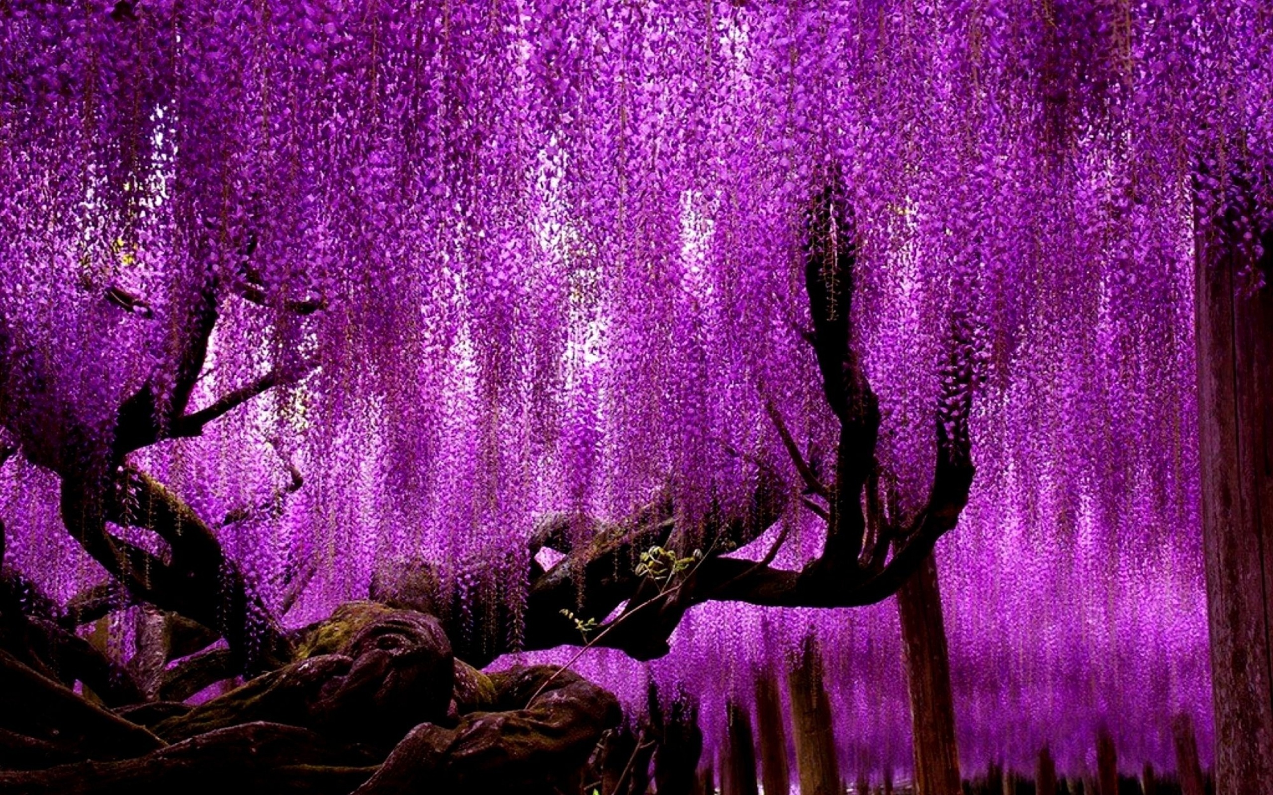 Дерево с фиолетовыми цветами как называется