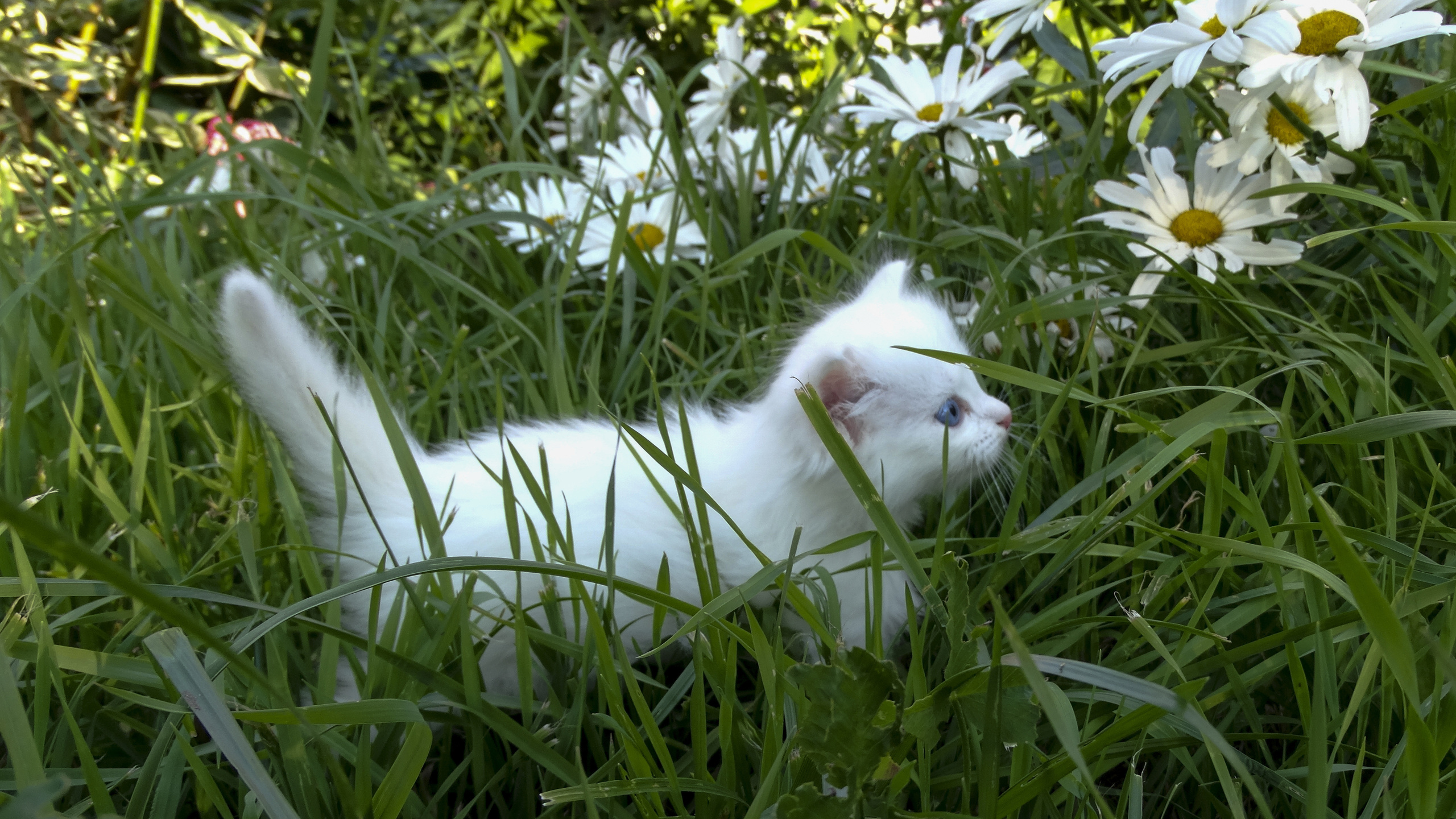 Ромашковая кошка. Трава для кошек. Котенок в траве. Травка для кошек. Кошка на природе.