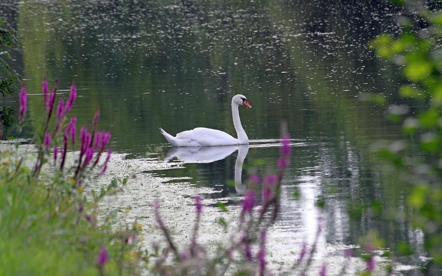 Красивые озера лебеди. Лебединое озеро белый лебедь. Озеро Лебединое Приморский край. Лебеди на озере. Лебеди в пруду.