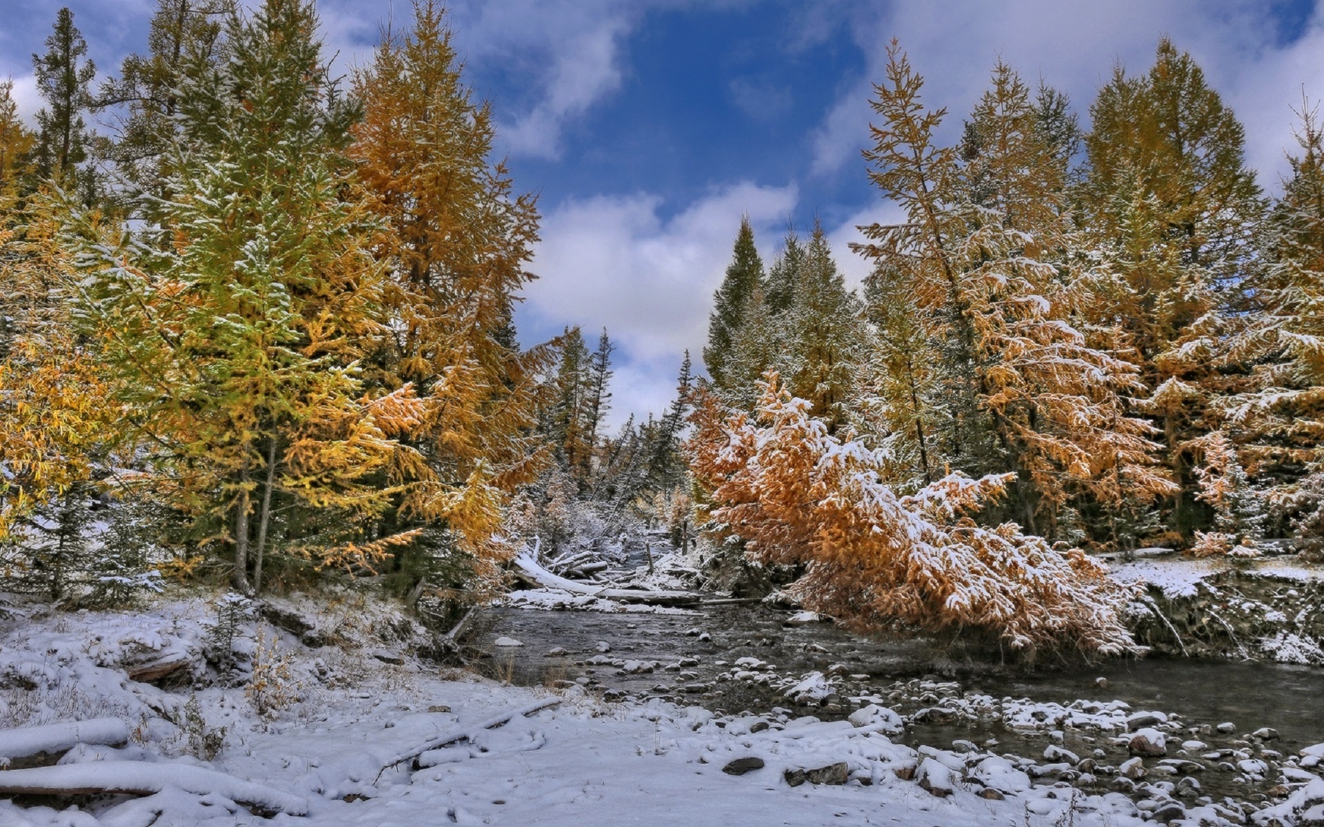 Природа в ноябре. Осенняя Тайга Алтая. Алтай осень Тайга. Заснеженная Тайга Алтая. Пейзажи Сибири.