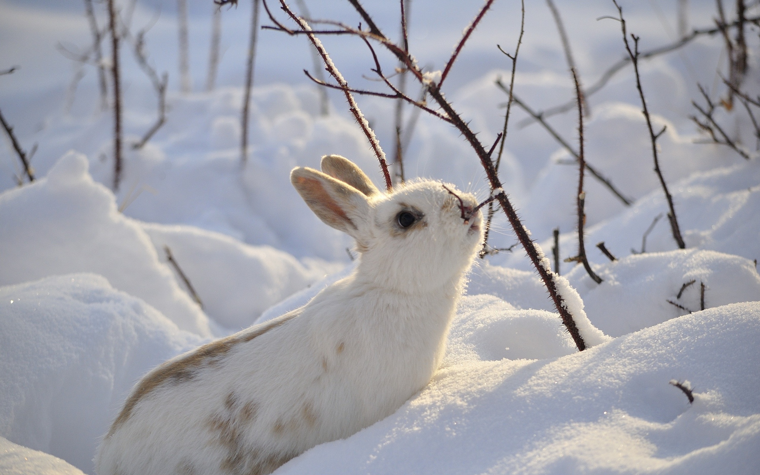 Перед наступлением зимы некоторые животные. Заяц Беляк. Заяц Беляк зима лес. Заяц Беляк на Байкале. Звери зимой.