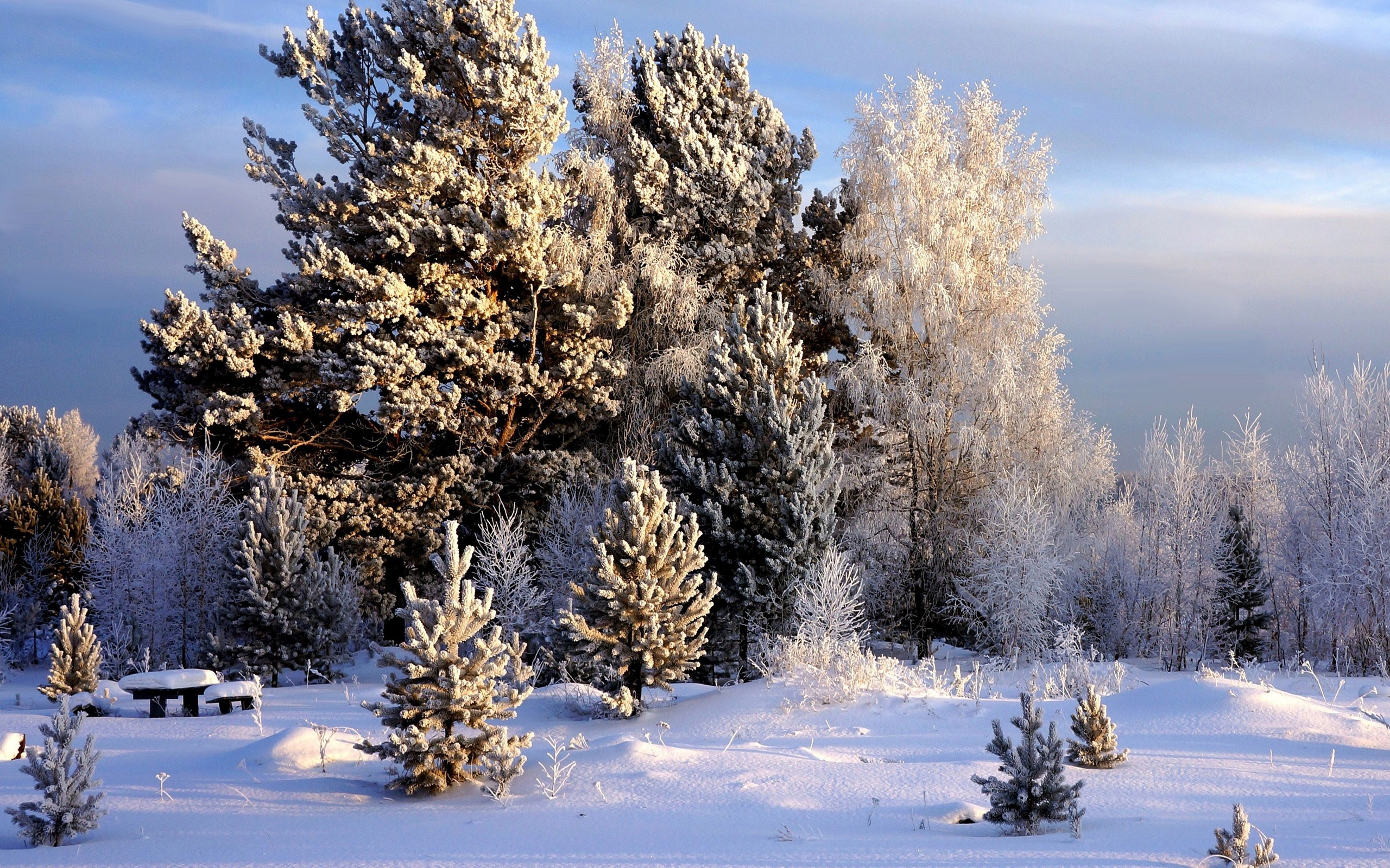 Красота ели. Зимний пейзаж. Зимняя природа Сибири. Сибирь зимой. Сибирская зима.