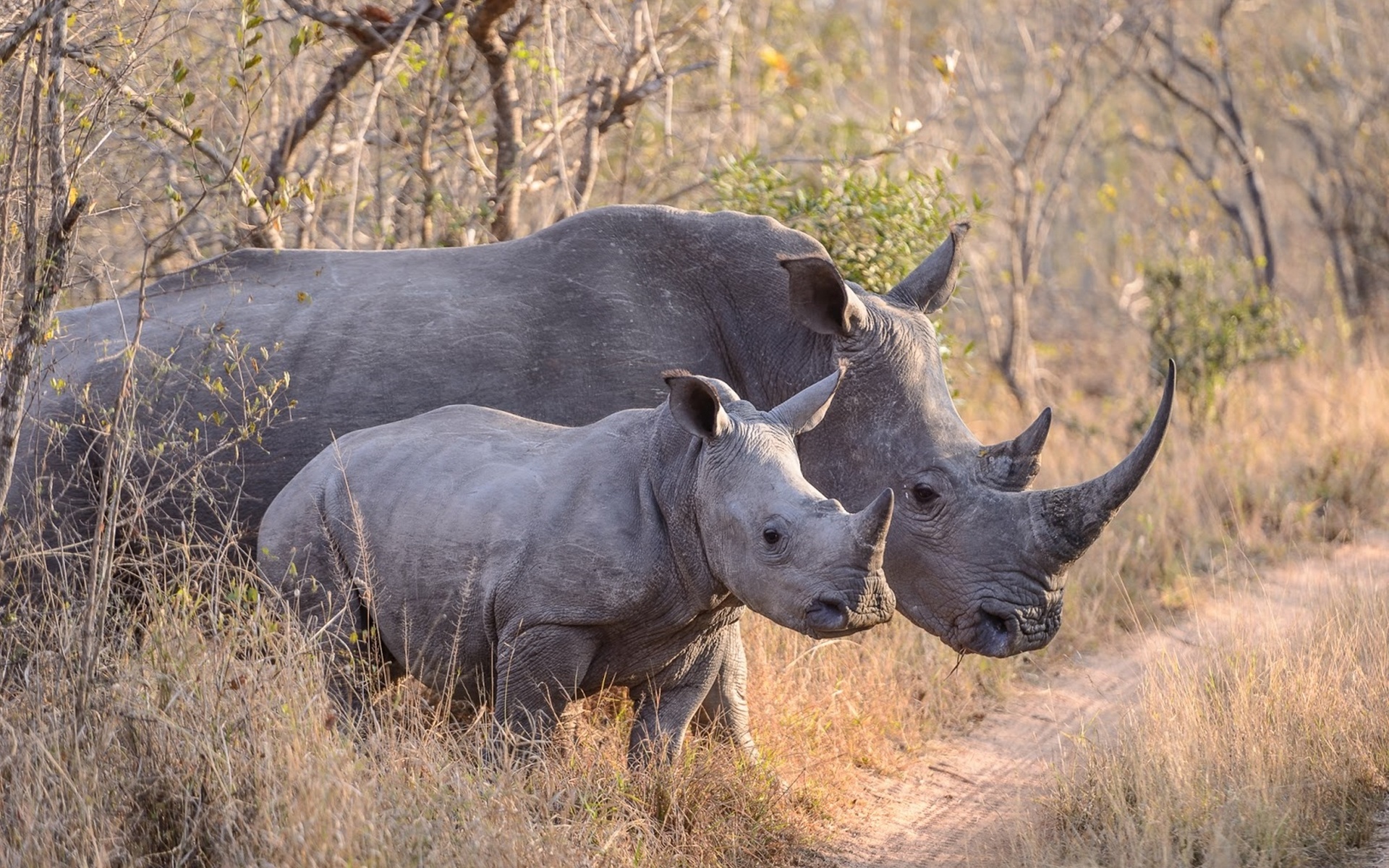 Страна носорогов. Национальный парк го- Ромбо в Африке. Парк Серенгети носорог. Национальный парк Серенгети черные носороги. Носорог Нгоронгоро Крюгер Серенгети.