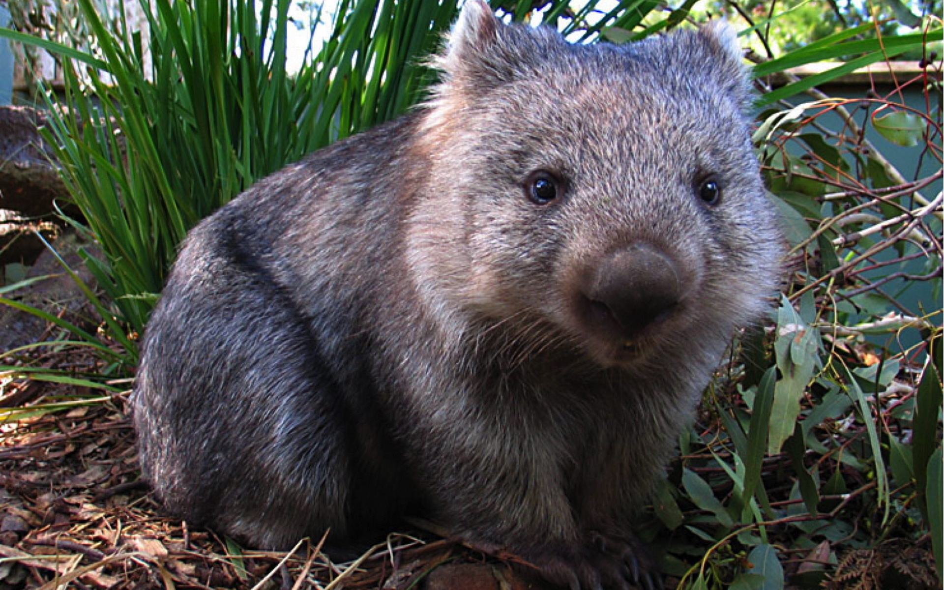 Австралийское животное меняющее внешний вид. Животные Австралии вомбат. Медвежий вомбат. Сумчатый вомбат. Вомбат в Австралии.