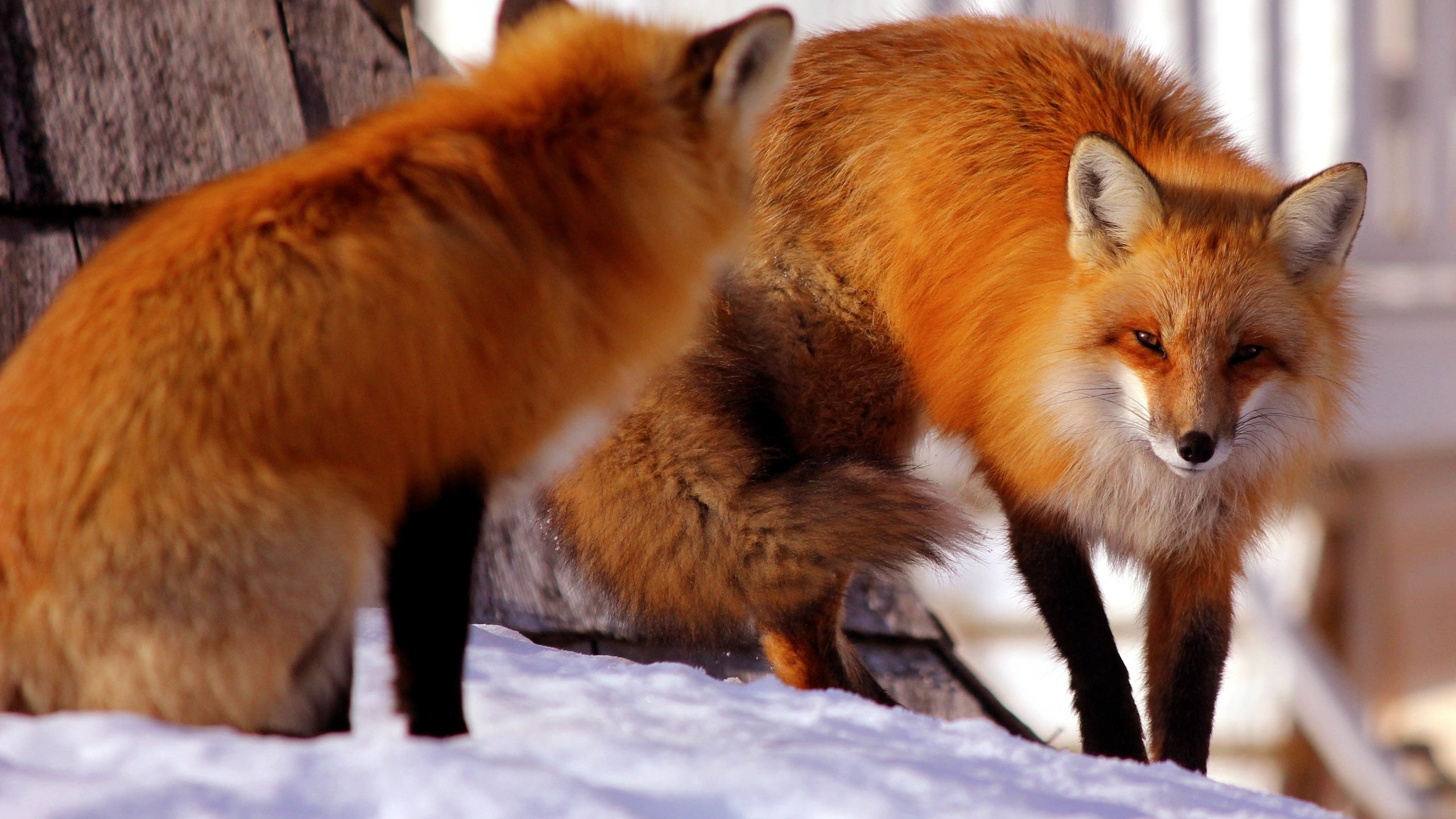 Red fox 2. Огнёвка Вятская лиса. Рыжая лиса. Красивые лисы. Лиса с лисятами.