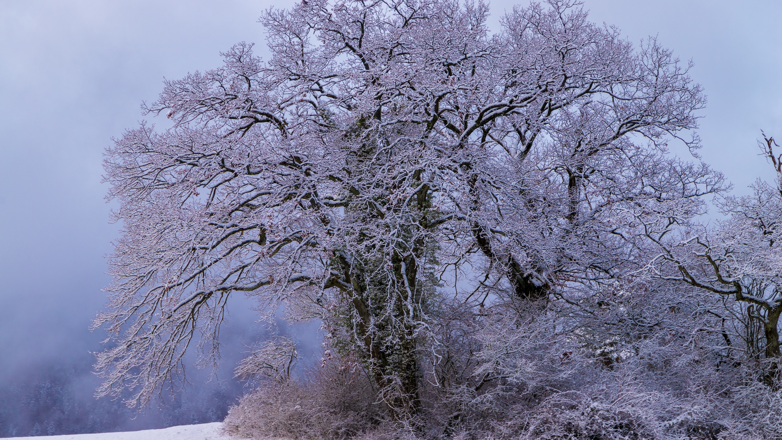 Как выглядит дерево зимой. Деревья в снегу. Зимнее дерево. Иней на деревьях. Красивые деревья зимой.