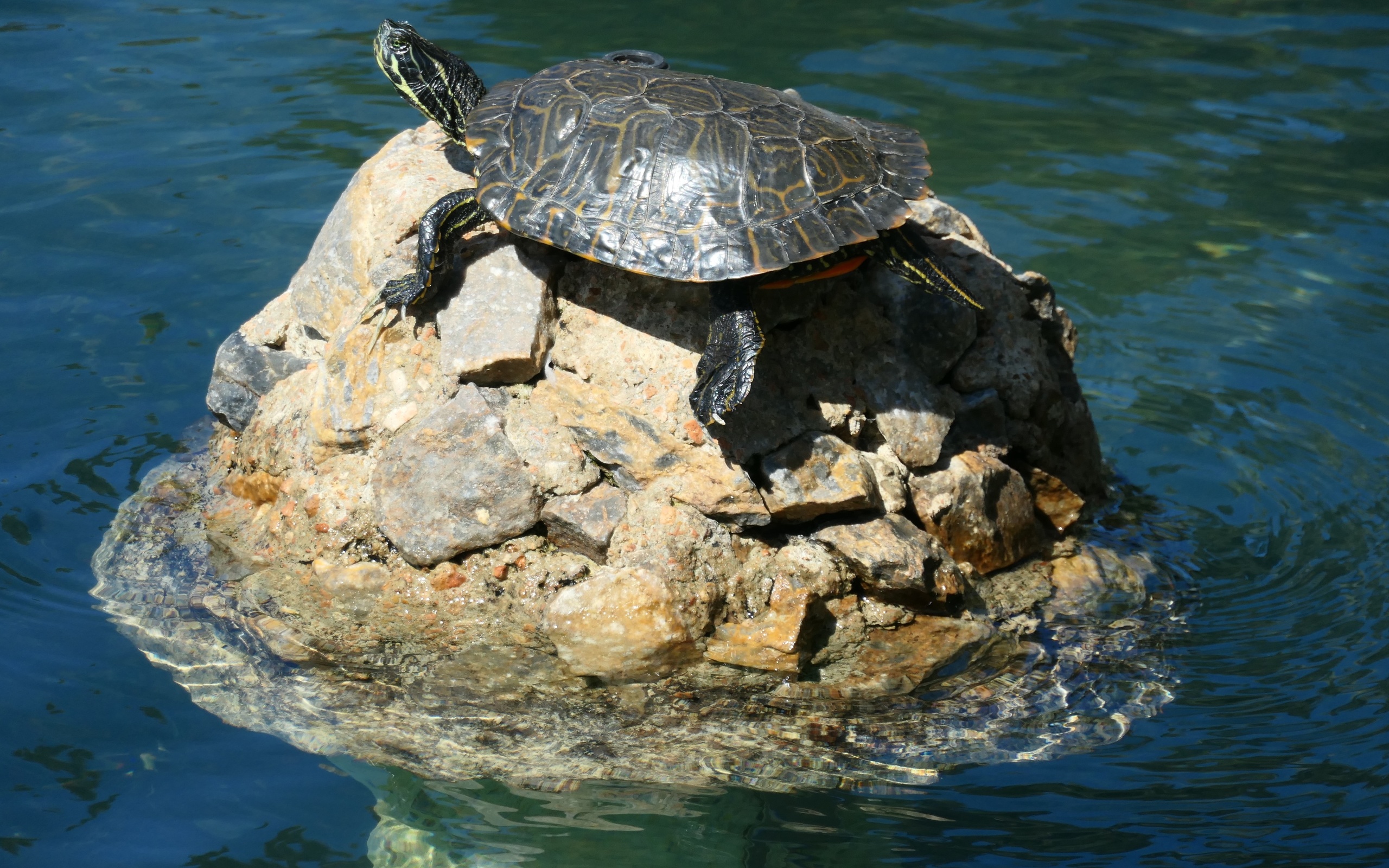 Черепахи без воды. Валун черепаха на Байкале. Горячинск Байкал черепаха. Каменная черепаха на Байкале. Скала черепаха на Байкале.