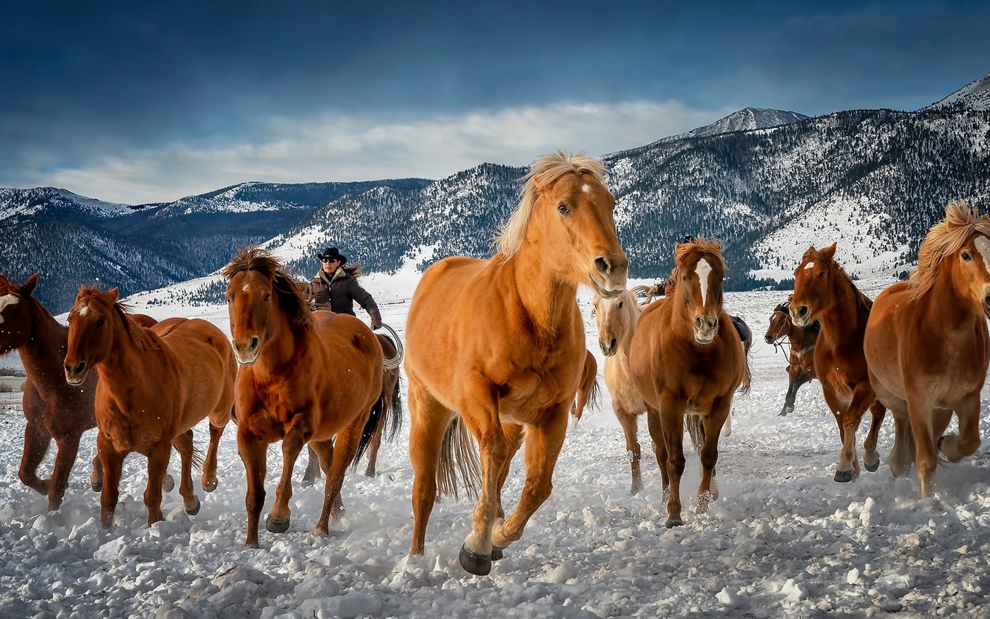 Конь с горах зимой