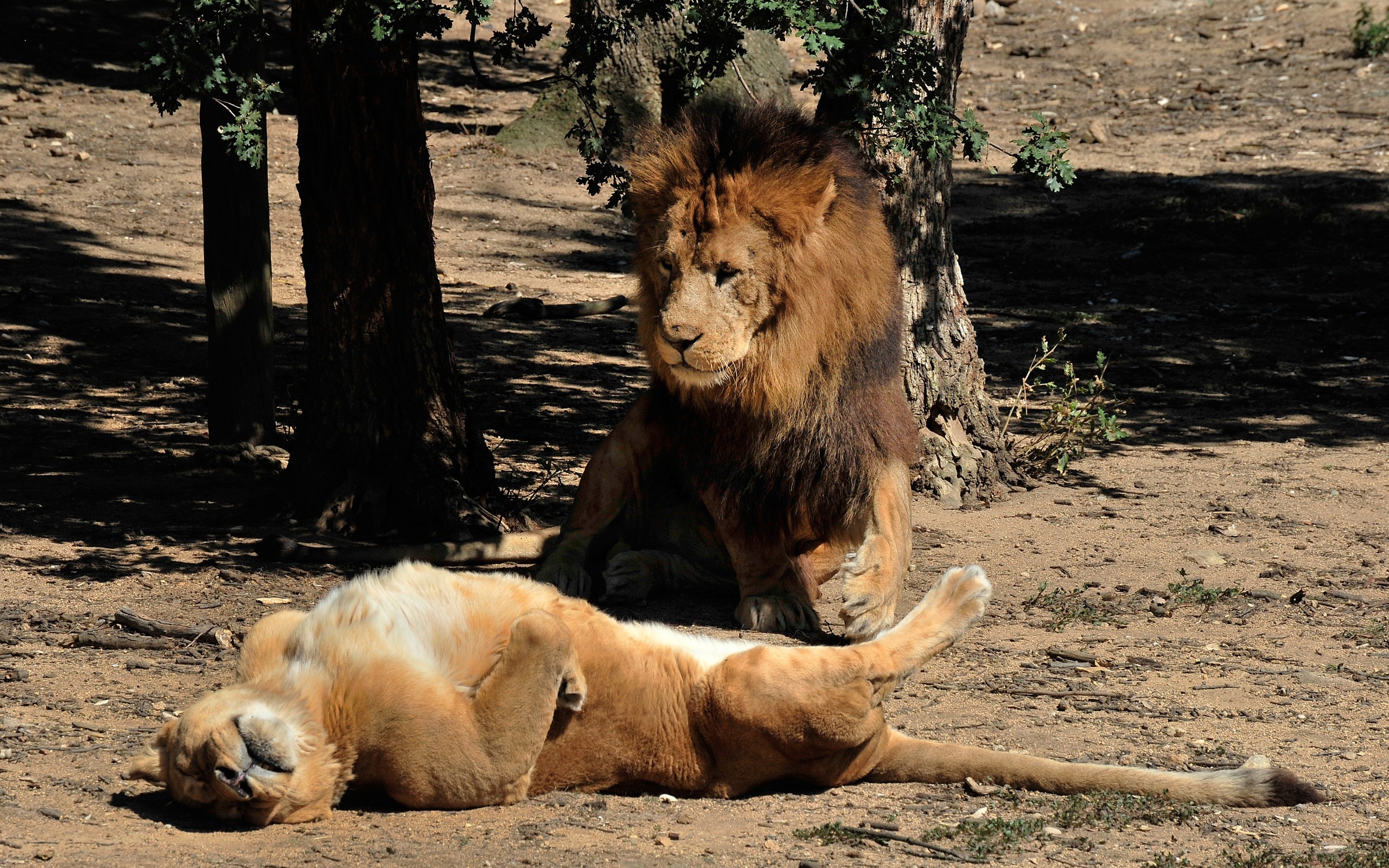 Воспитана львом. Лев и львица. Лев. Лев лежит. Африканский Лев.