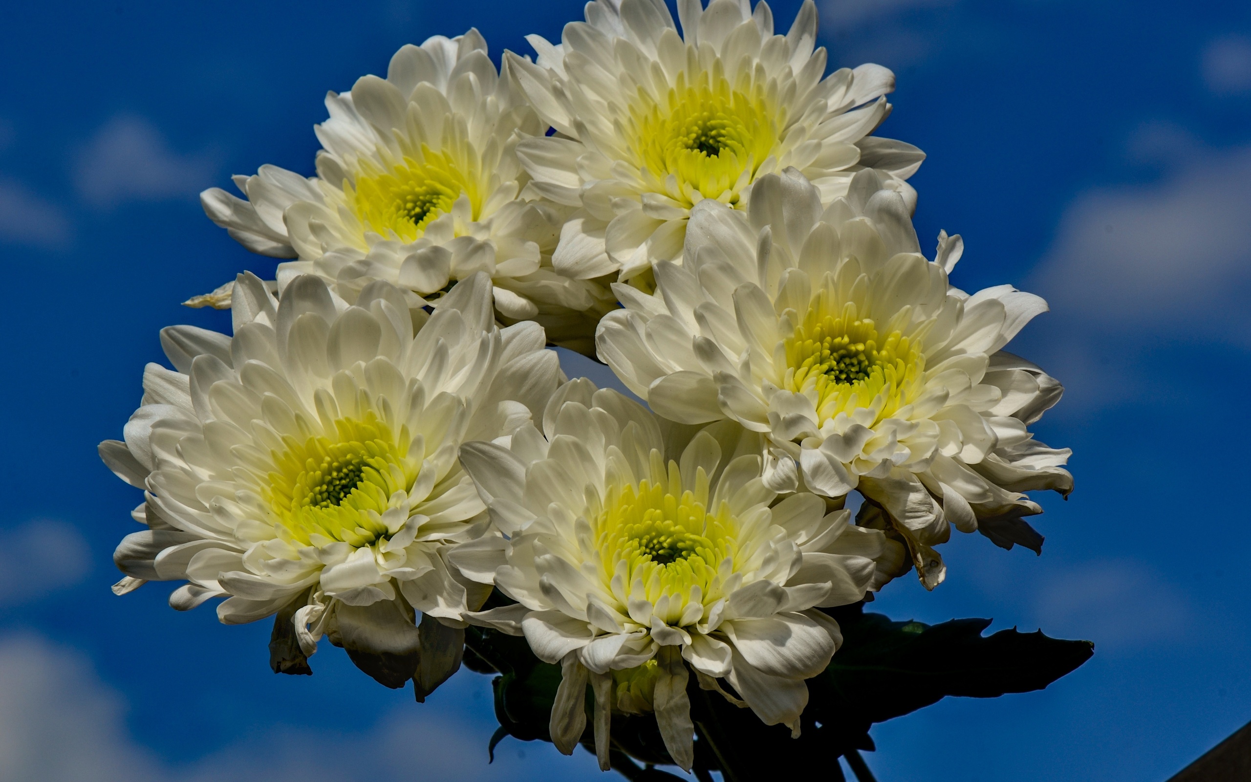Любимые цветы хризантемы. Алтай желтый Хризантема кустовая. Хризантема Ньютон. Хризантема Альбатрос. Хризантема кустовая Алтай.
