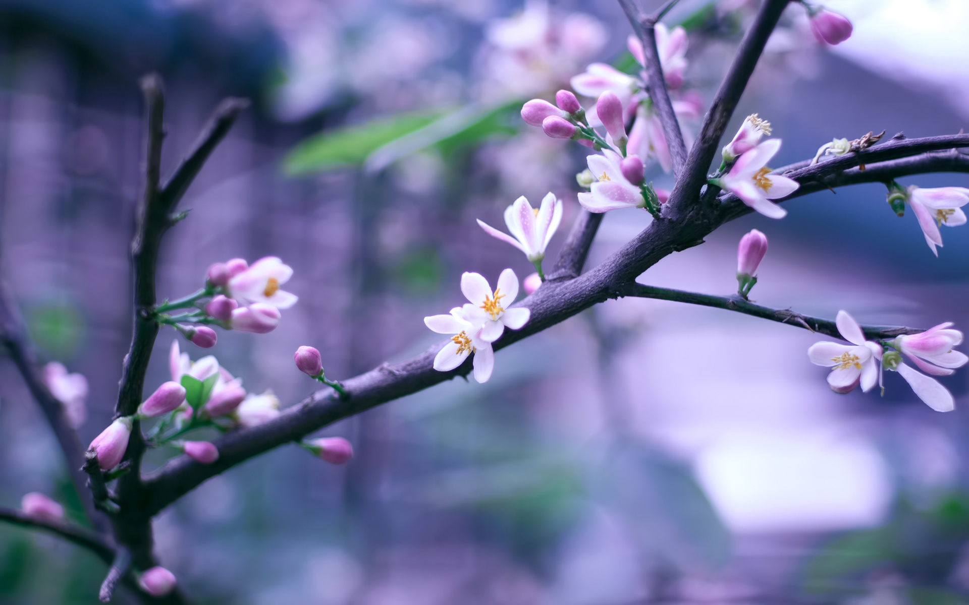 Картинки апрель красивые на телефон. Красивые ветки деревьев. Весенние цветы.