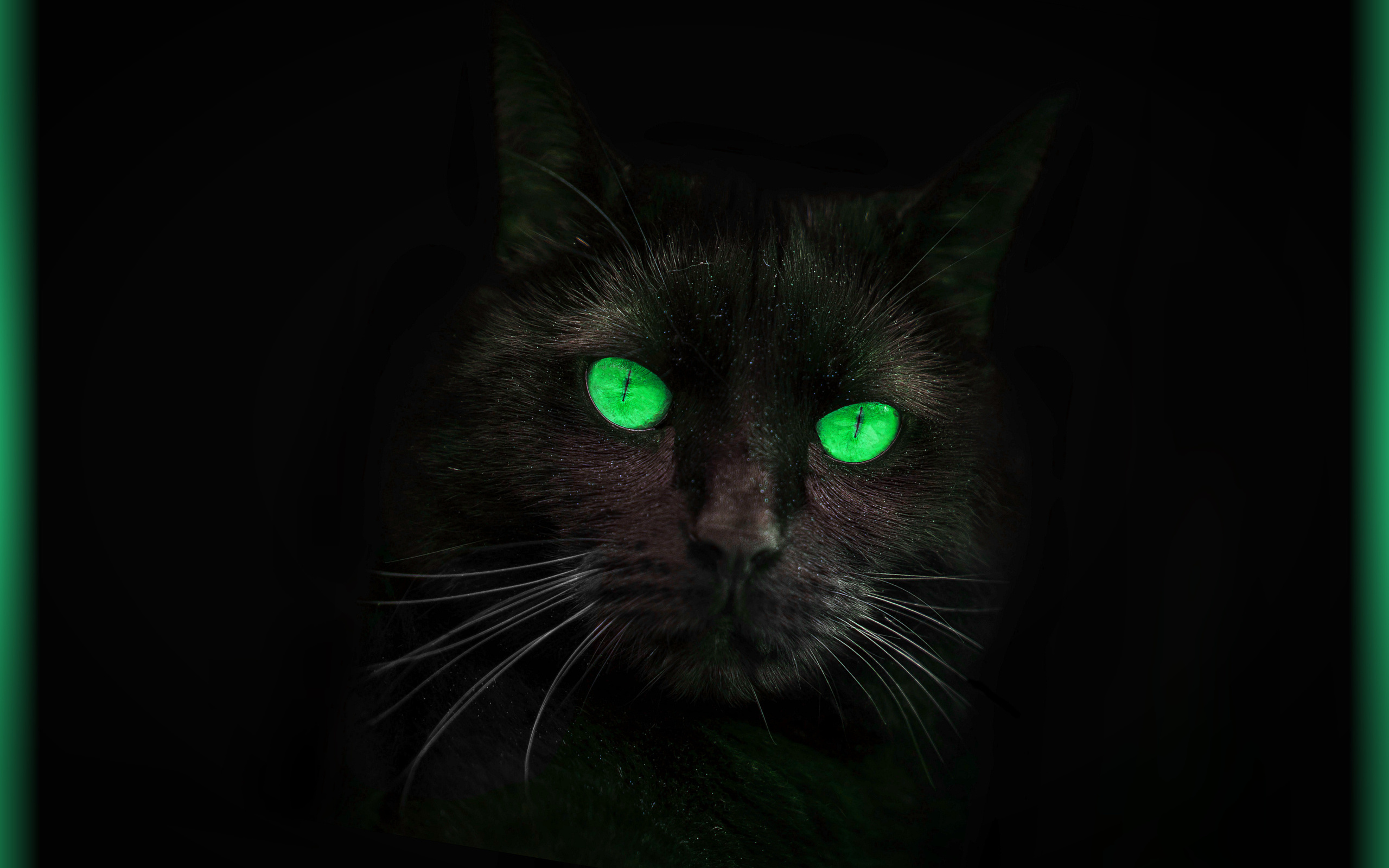 Черный зеленый глазками. Черная кошка с зелеными глазами. Чёрный кот с зелёными глазами. Кошачий глаз зеленый. Кошка с зелеными глазами.
