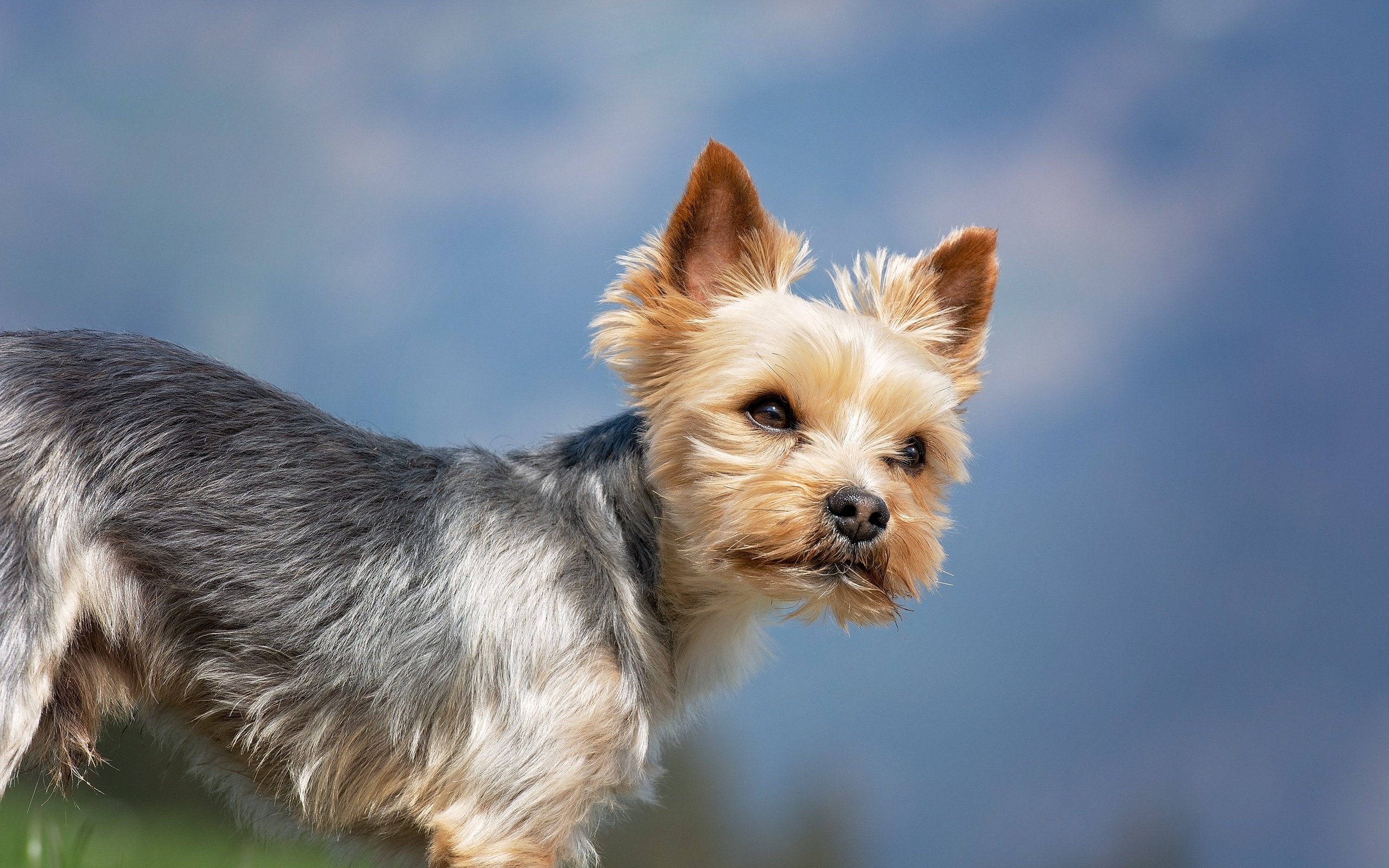 ешкорский терьер. йоркширский терьер. ештерьерский терьер. красивый терьер. терьер йоркширский малошерстный.