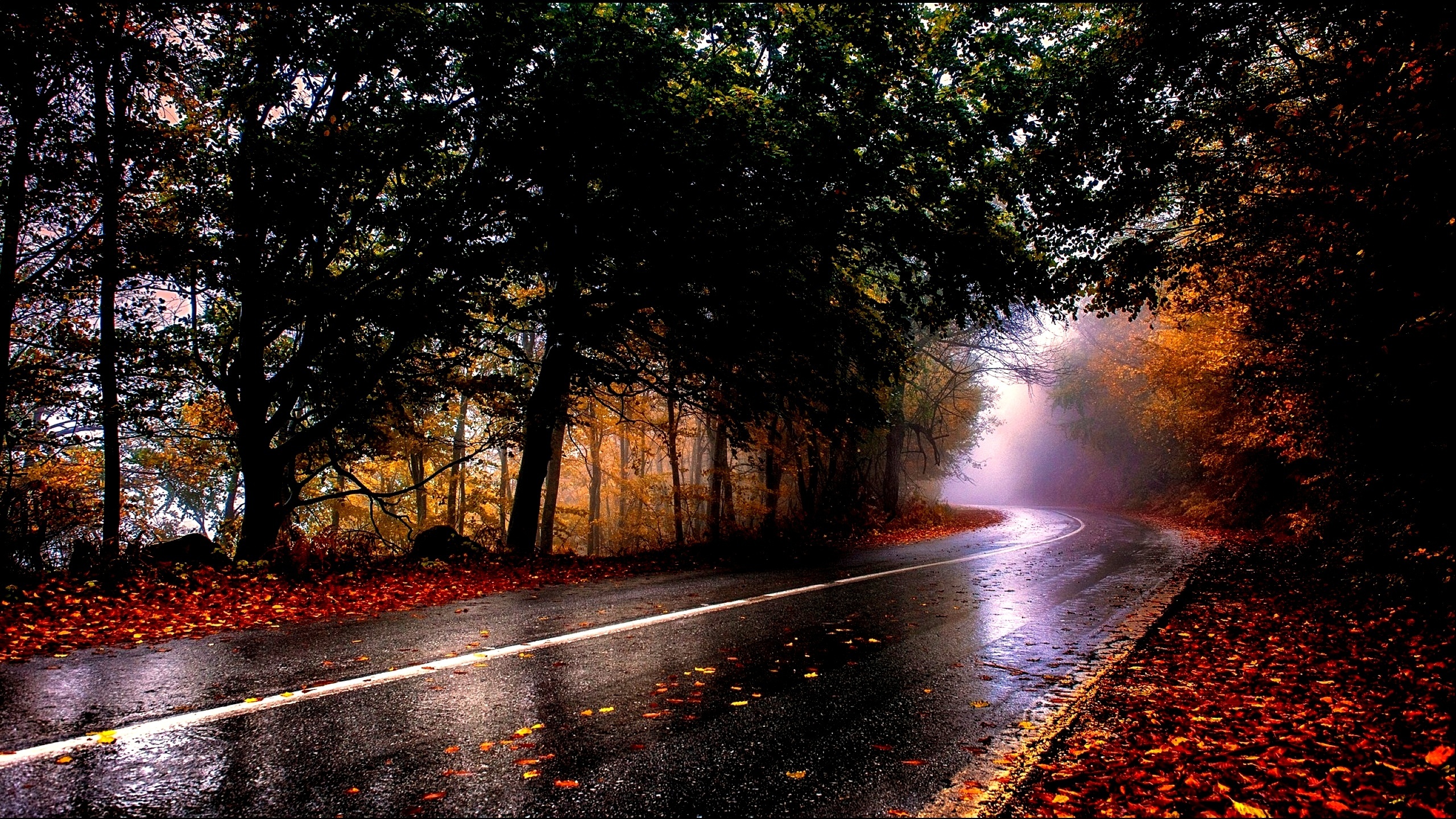 Качество после 1080. Дождливая осень. Осенняя дорога. Осень дождь. Осенняя дорога в лесу.