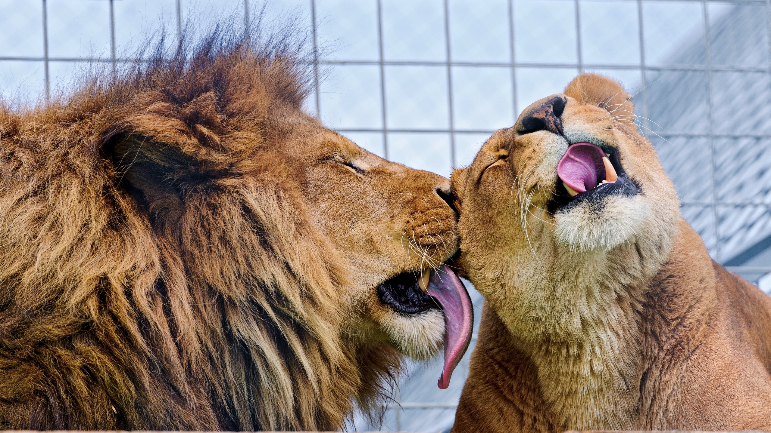 Как понравиться льву. Львы любовь. Лев и львица. Влюбленные львы. Лев и львица любовь.