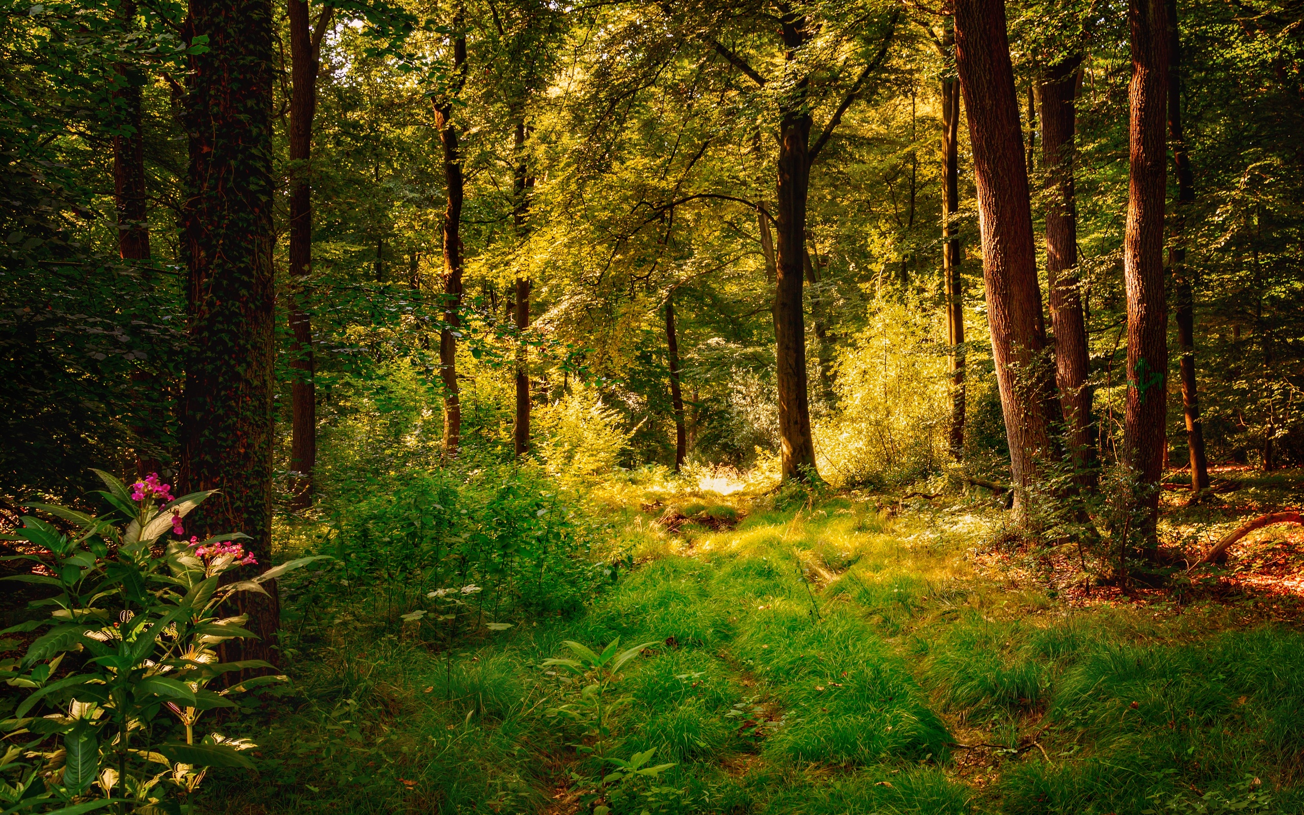 Лес летом план. Красивый лес. Природа леса. Лето в лесу. Лес картинки.